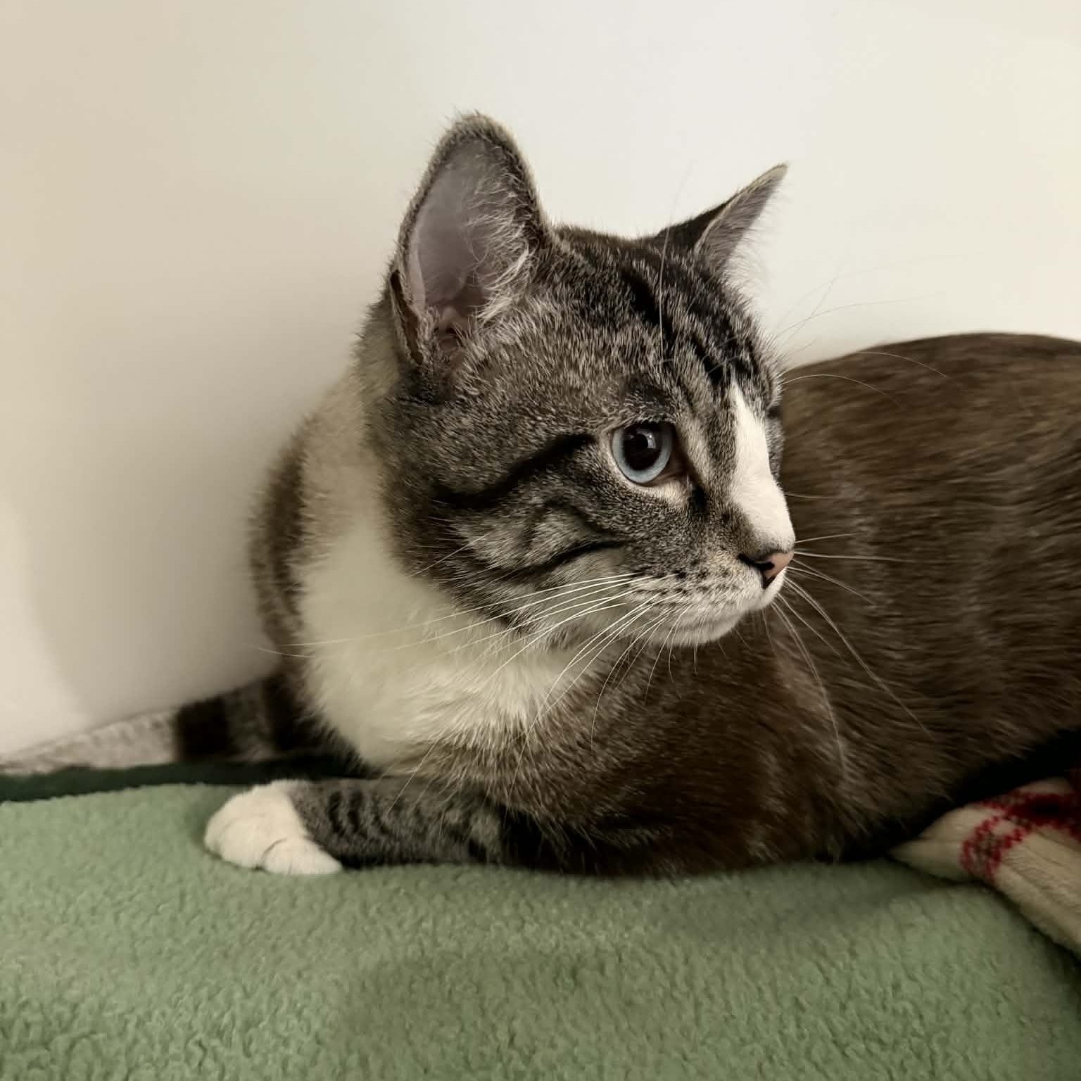 Enlarge Eugene, a ADOPTABLE mixed breed in Penn Yan, NY image 4/5