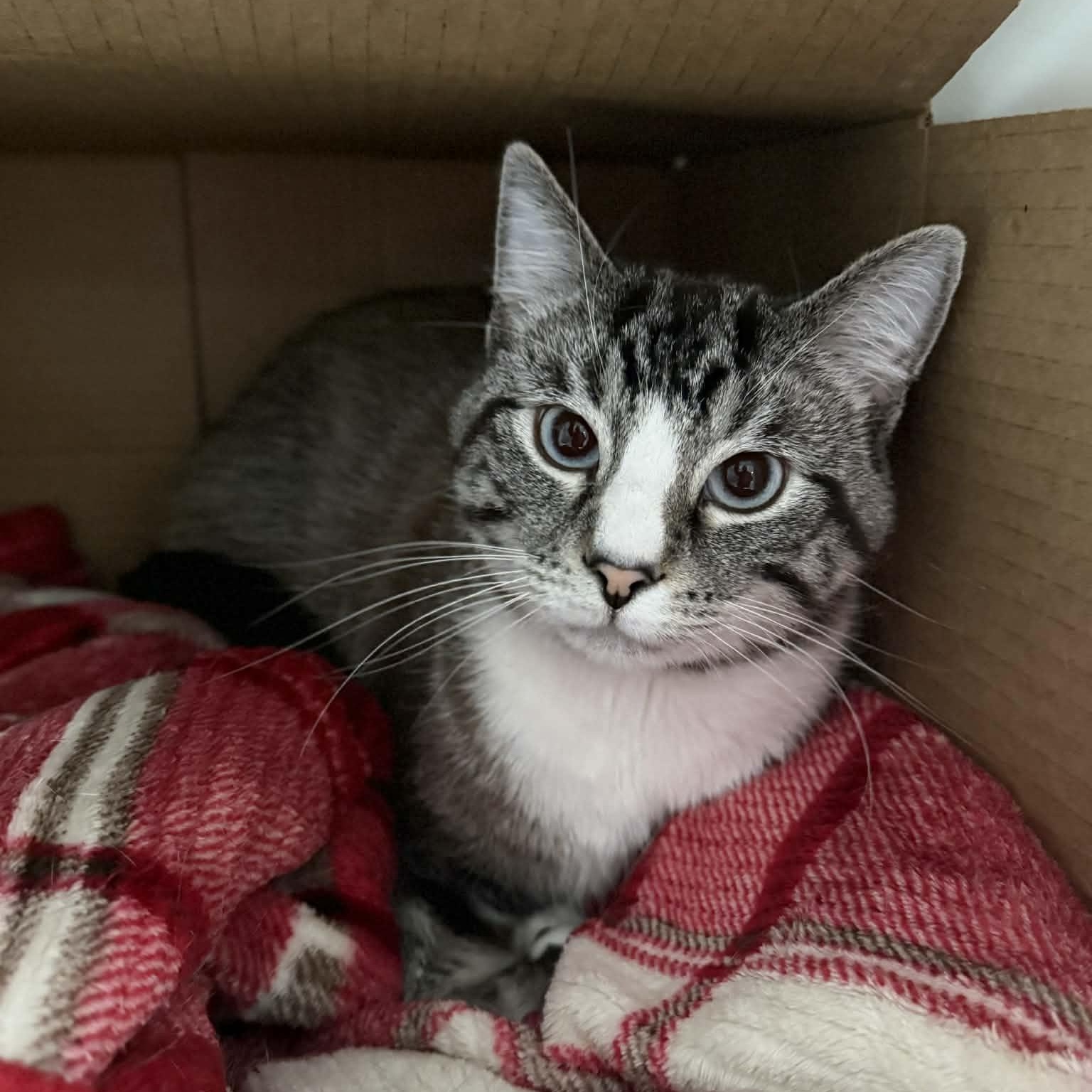 Enlarge Eugene, a ADOPTABLE mixed breed in Penn Yan, NY image 3/5