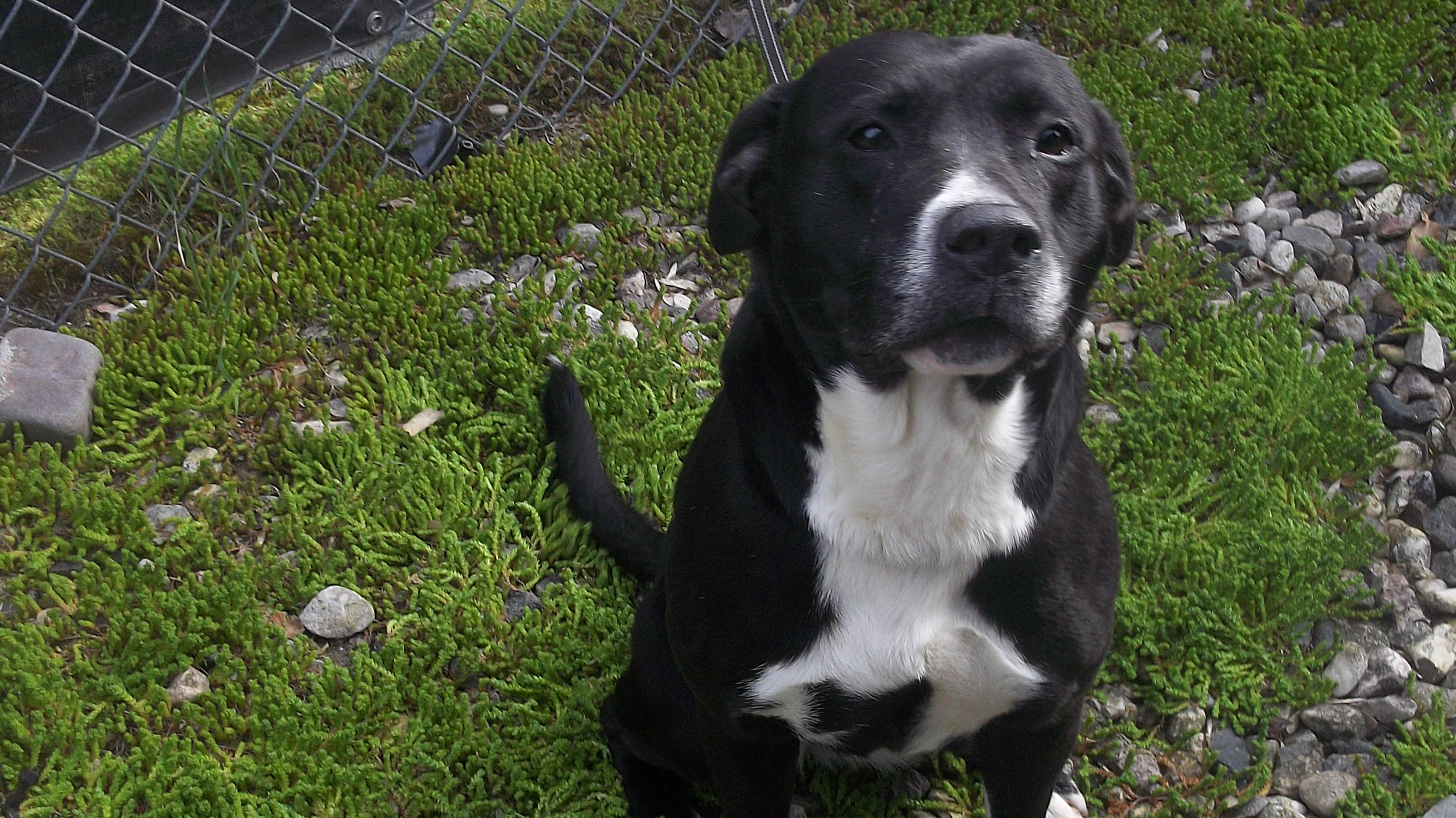 Enlarge DUKE, a ADOPTABLE mixed breed in Reed City, MI image 3/4