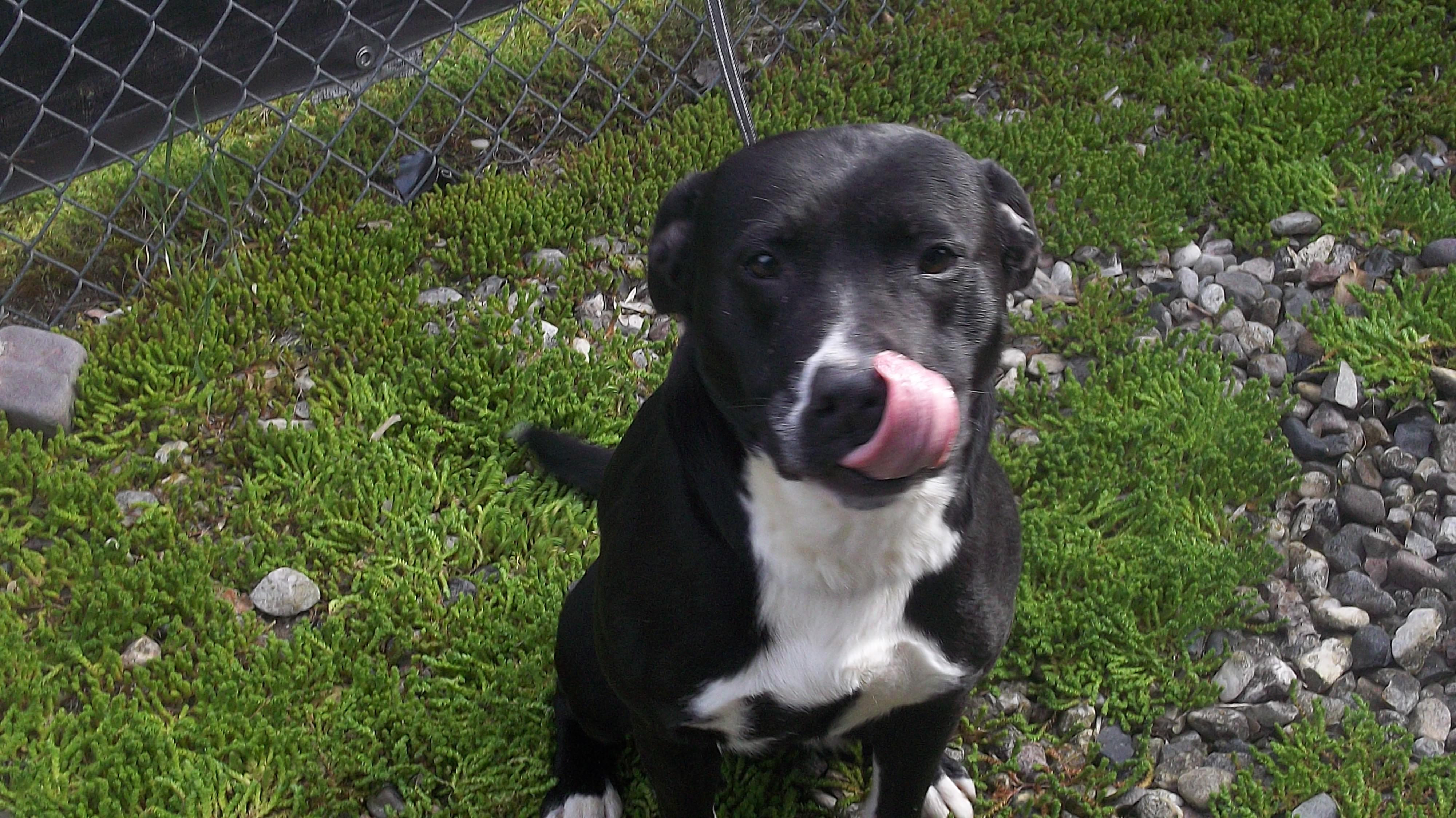 Enlarge DUKE, a ADOPTABLE mixed breed in Reed City, MI image 4/4