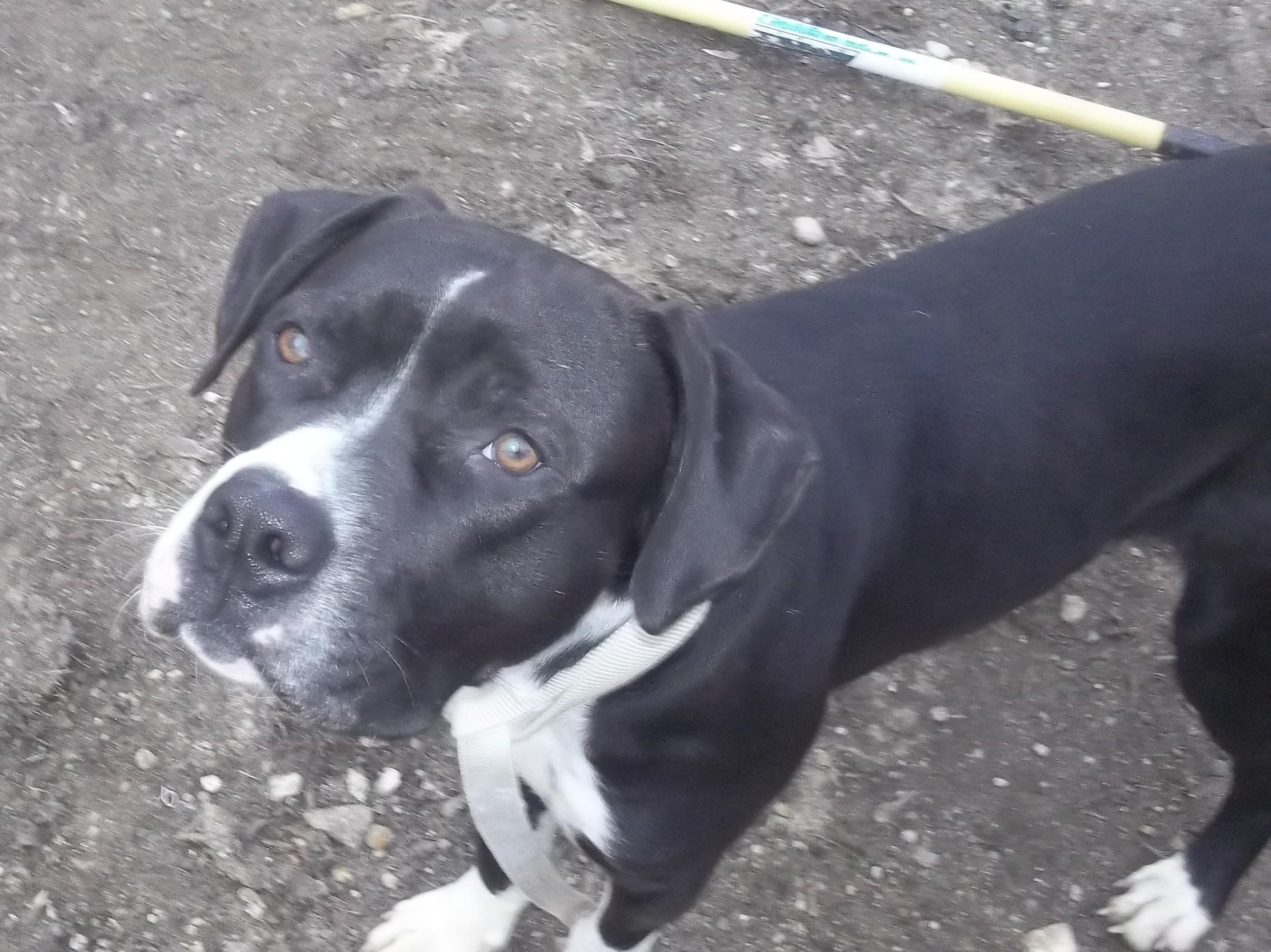 Enlarge DUKE, a ADOPTABLE mixed breed in Reed City, MI image 2/4