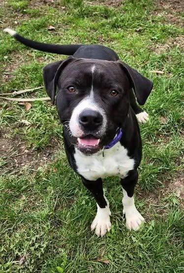 DUKE, ADOPTABLE, Adult Male Boxer & American Bully.