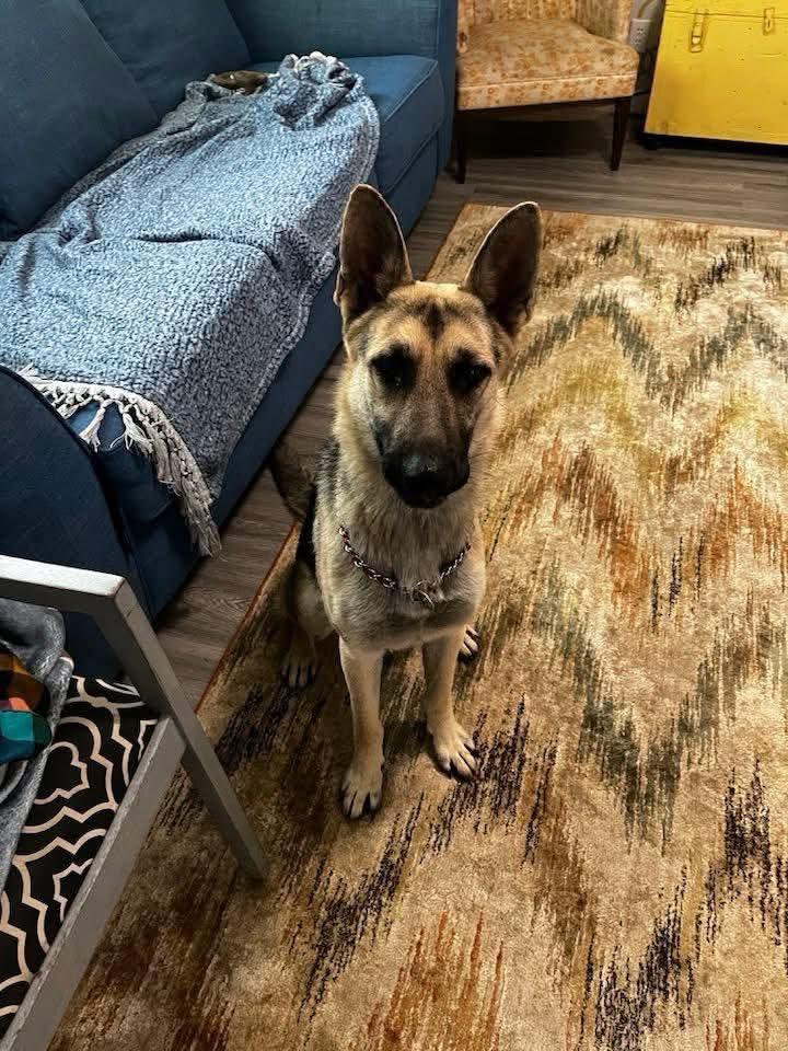 Enlarge Zuri, a Adoptable German Shepherd Dog in East Peoria, IL image 2/5