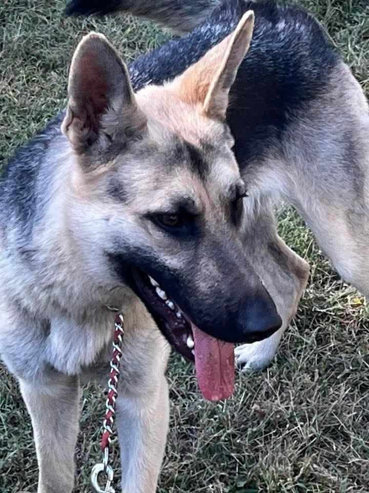 Enlarge Zuri, a Adoptable German Shepherd Dog in East Peoria, IL image 3/5