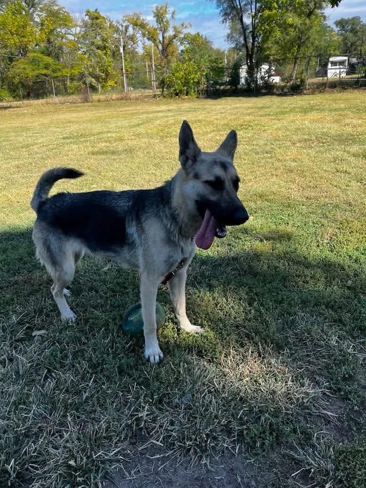 Enlarge Zuri, a Adoptable German Shepherd Dog in East Peoria, IL image 4/5