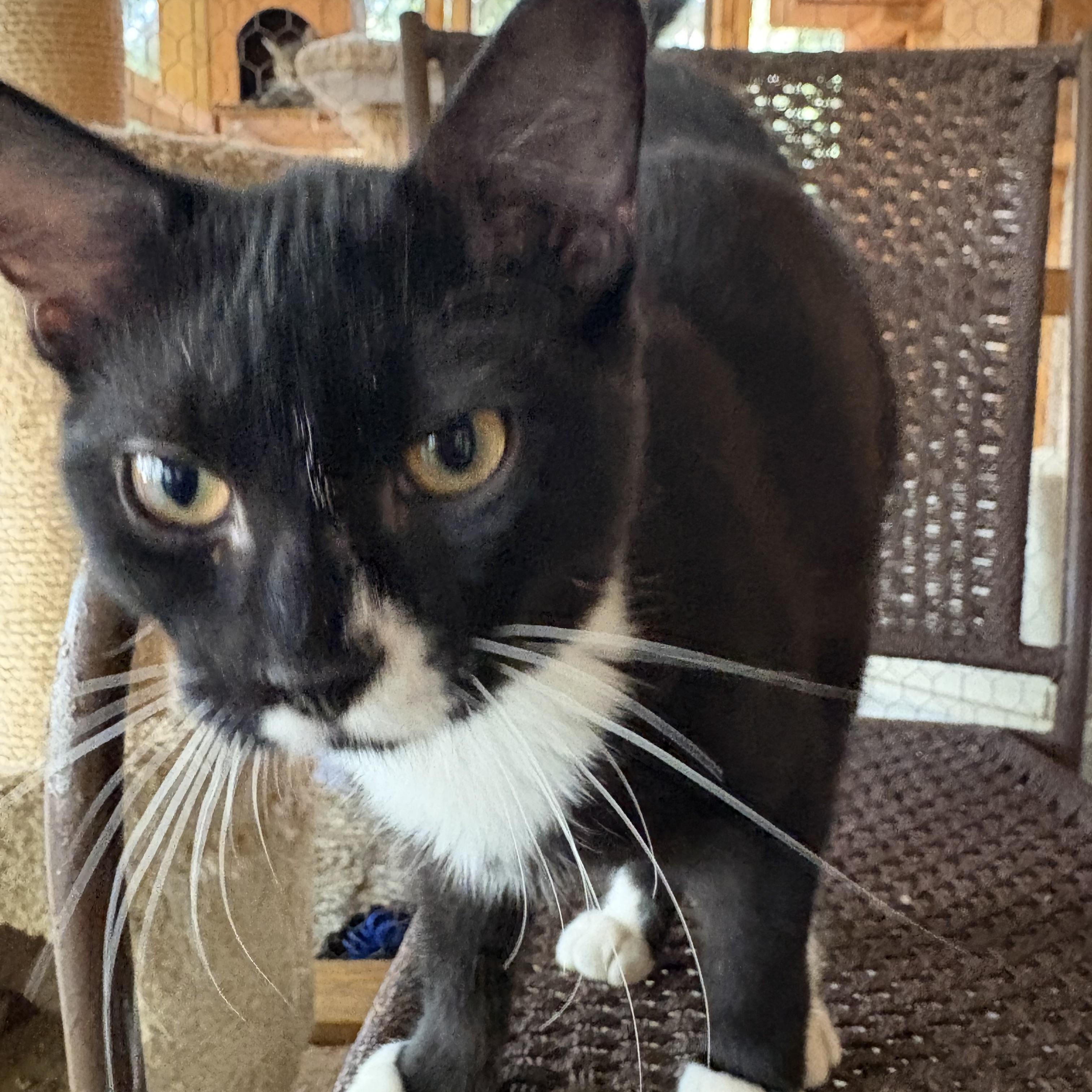 Enlarge Theo, a Adoptable Domestic Short Hair in Beaufort, SC image 1/6