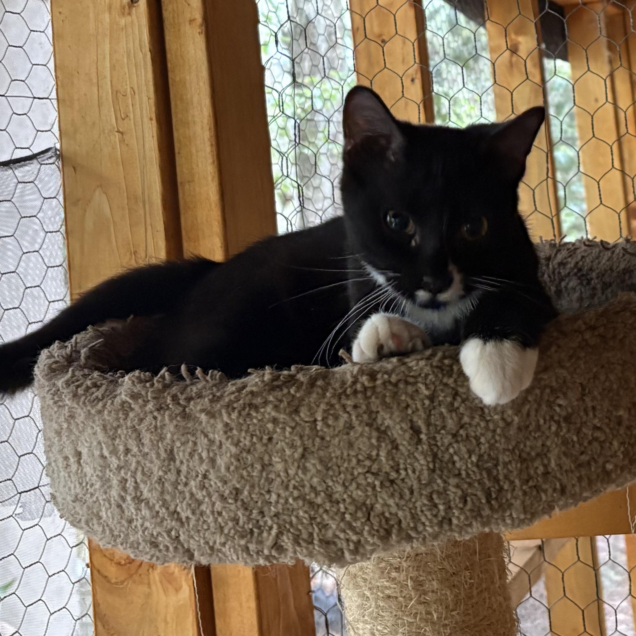 Enlarge Theo, a Adoptable Domestic Short Hair in Beaufort, SC image 5/6