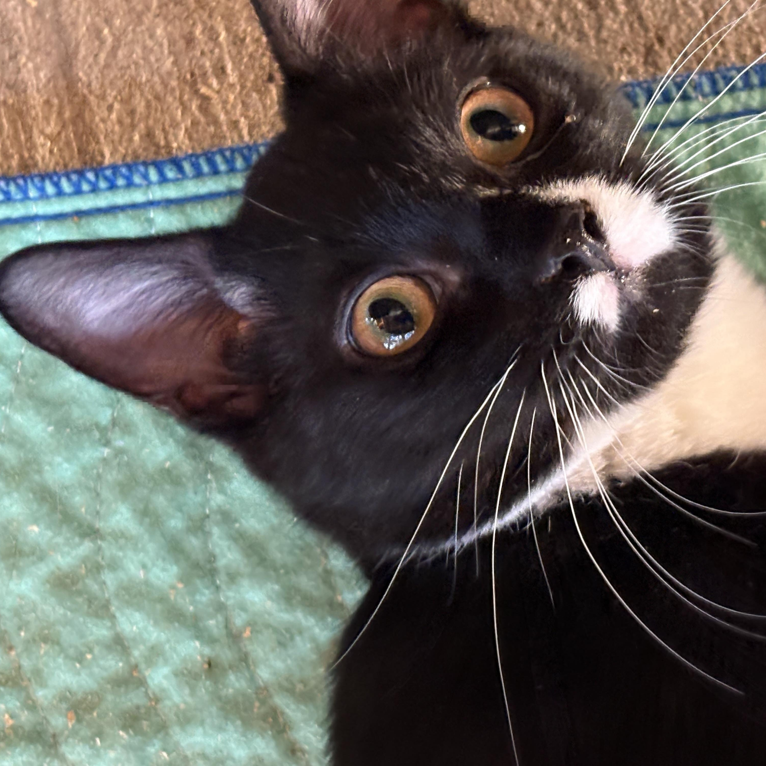 Enlarge Theo, a Adoptable Domestic Short Hair in Beaufort, SC image 4/6