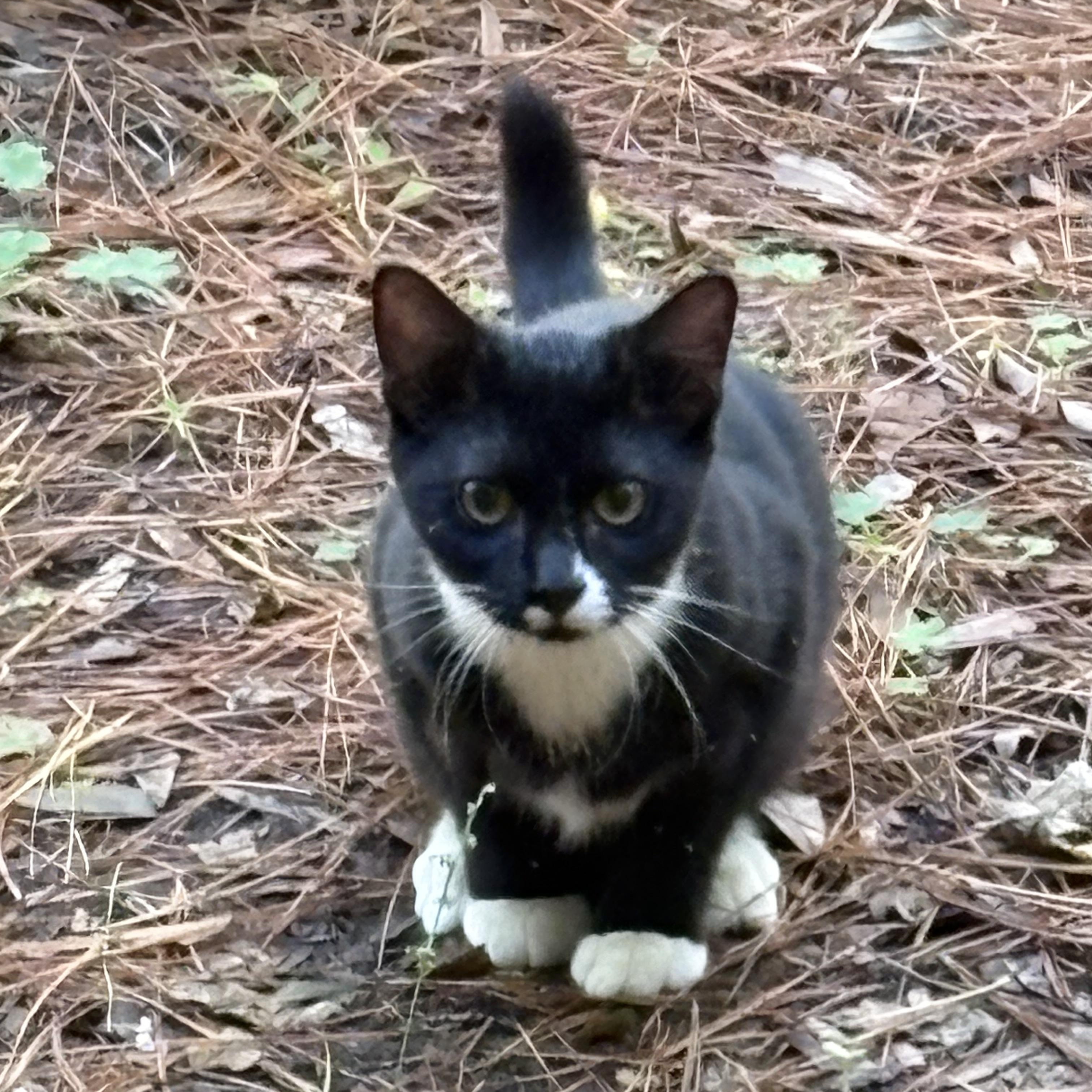 Enlarge Theo, a Adoptable Domestic Short Hair in Beaufort, SC image 2/6