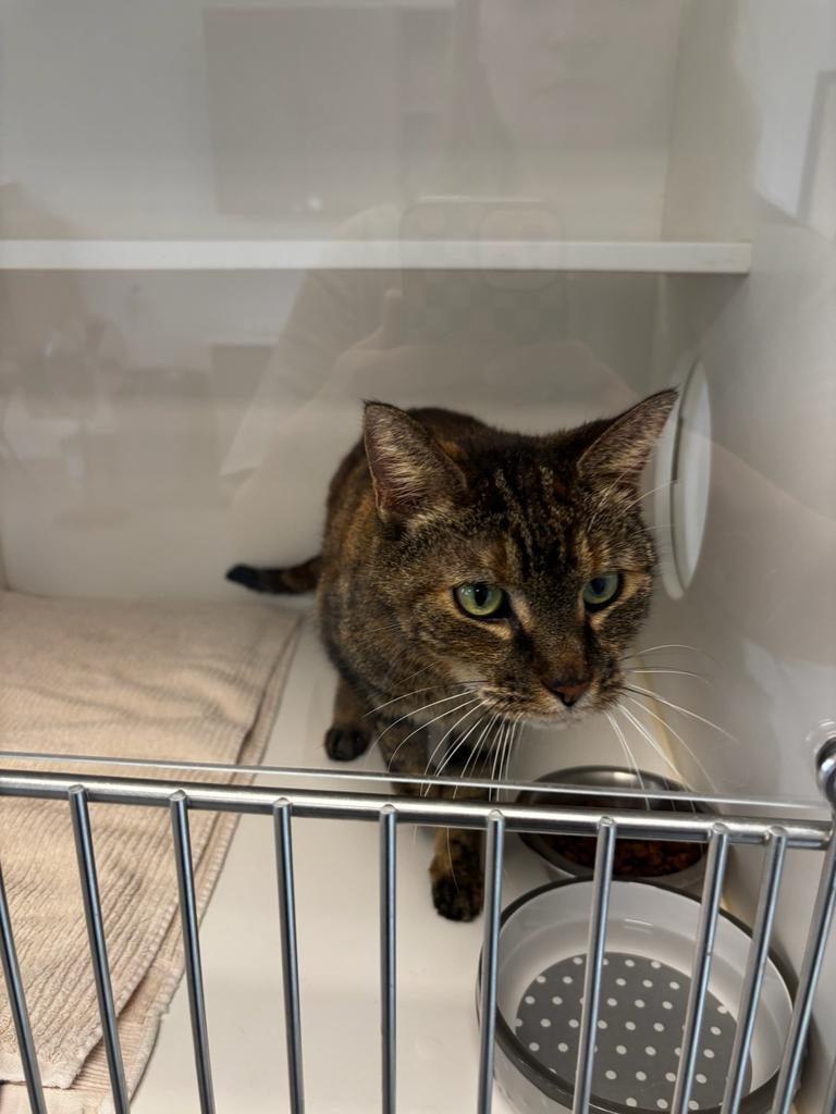 Beverly, Adoptable, Senior Female Domestic Short Hair.