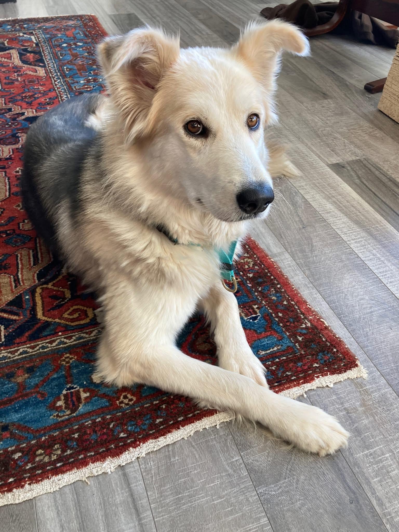 Marsha Mellow, an adoptable Mixed Breed in Wilsall, MT, 59086 | Photo Image 1