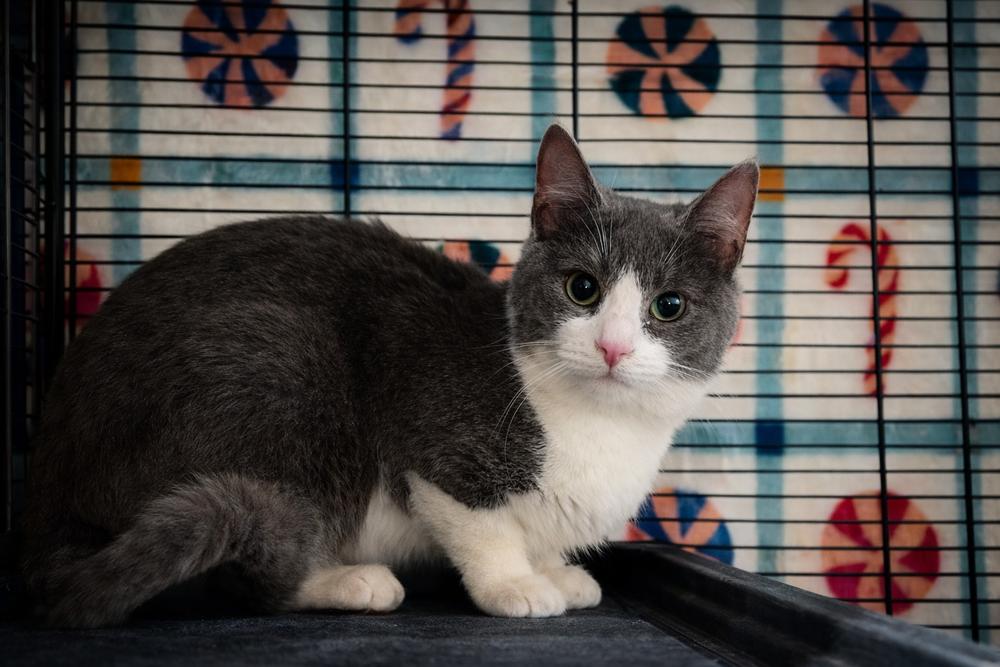 Dinah, Adoptable, Kitten Female Domestic Short Hair.