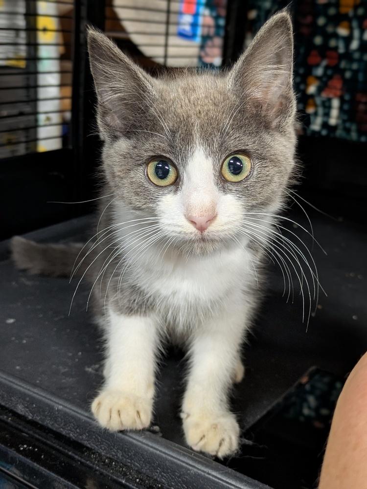 Enlarge Dinah, a Adoptable Domestic Short Hair in Clinton Township, MI image 1/4