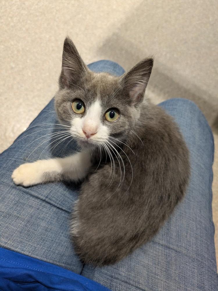 Enlarge Dinah, a Adoptable Domestic Short Hair in Clinton Township, MI image 2/4