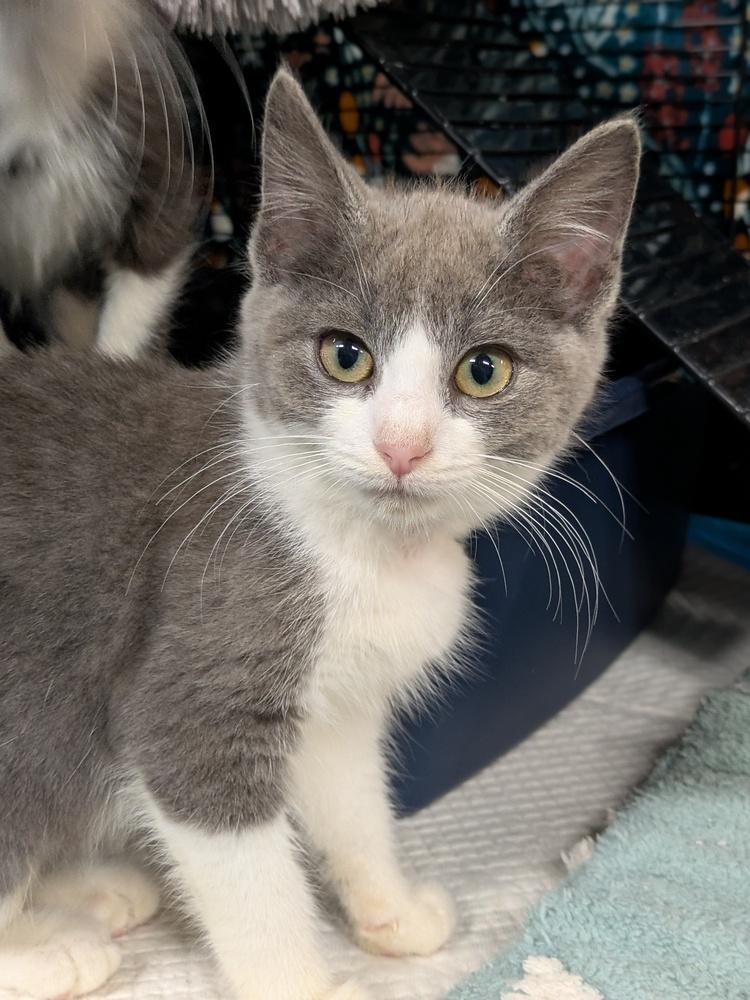 Enlarge Dinah, a Adoptable Domestic Short Hair in Clinton Township, MI image 3/4