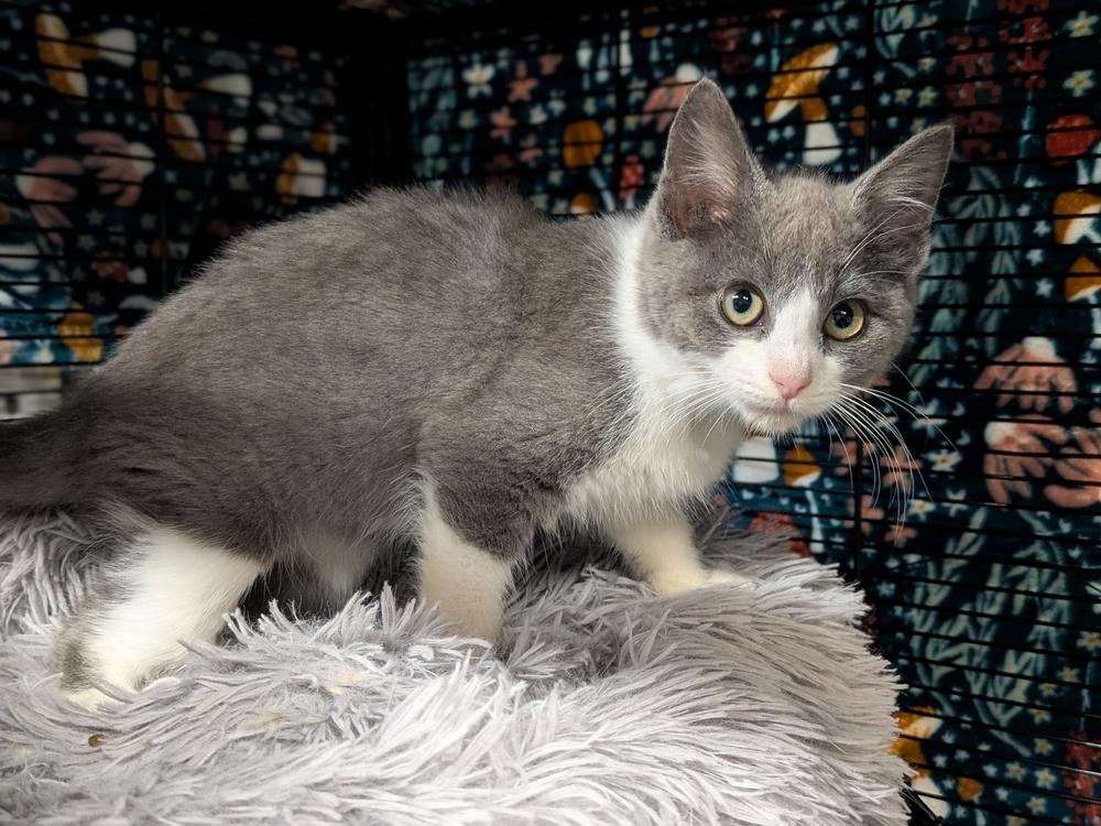 Enlarge Dinah, a Adoptable Domestic Short Hair in Clinton Township, MI image 4/4