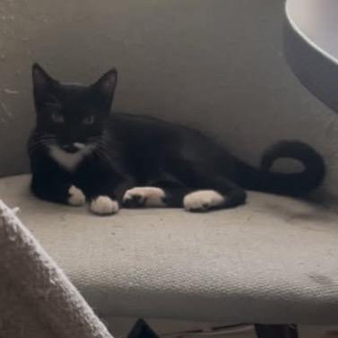 Honey Badger, Adoptable, Young Female Domestic Short Hair.