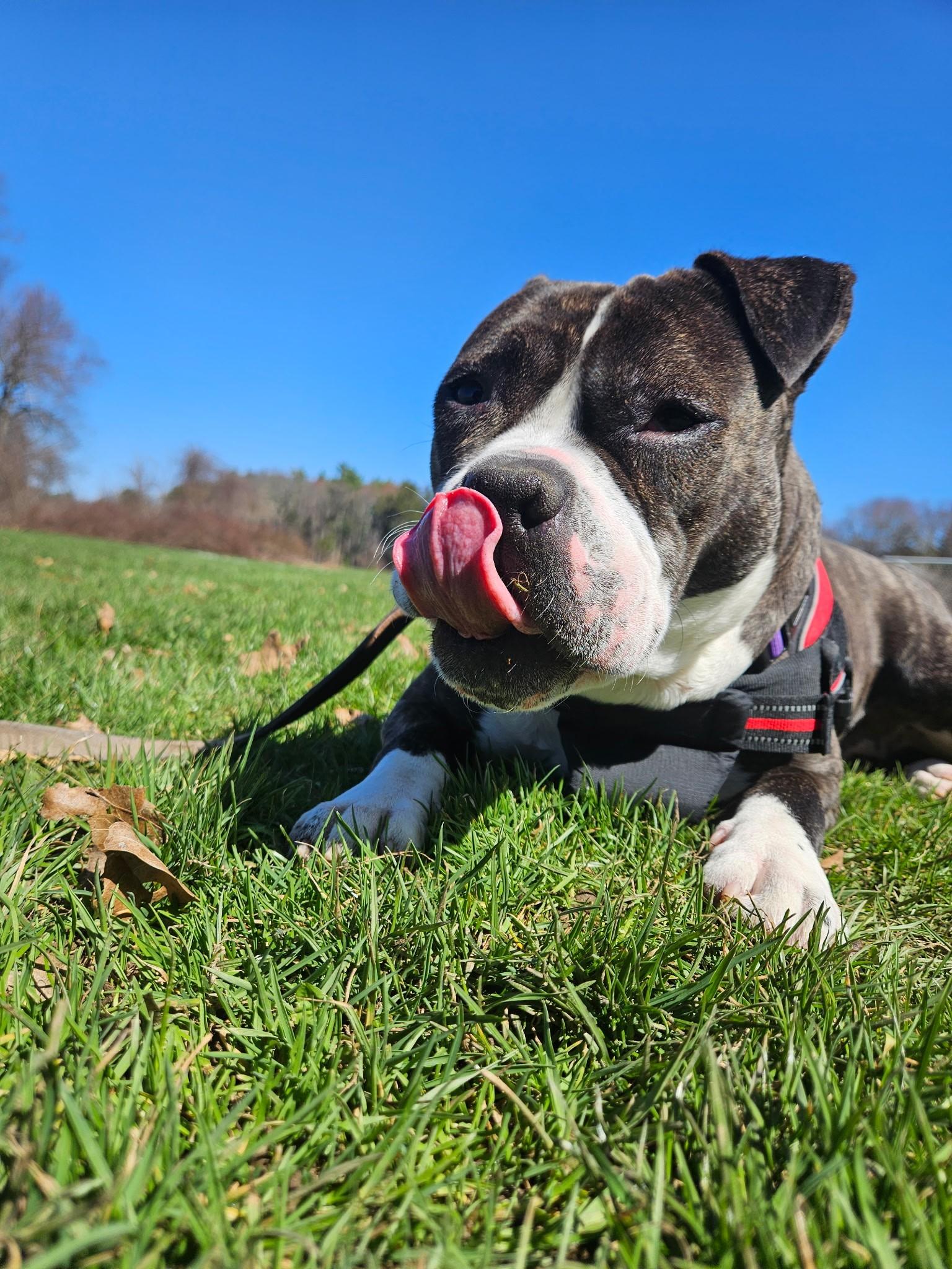 Enlarge Delilah, a ADOPTABLE Mixed Breed in Quincy, MA image 1/3