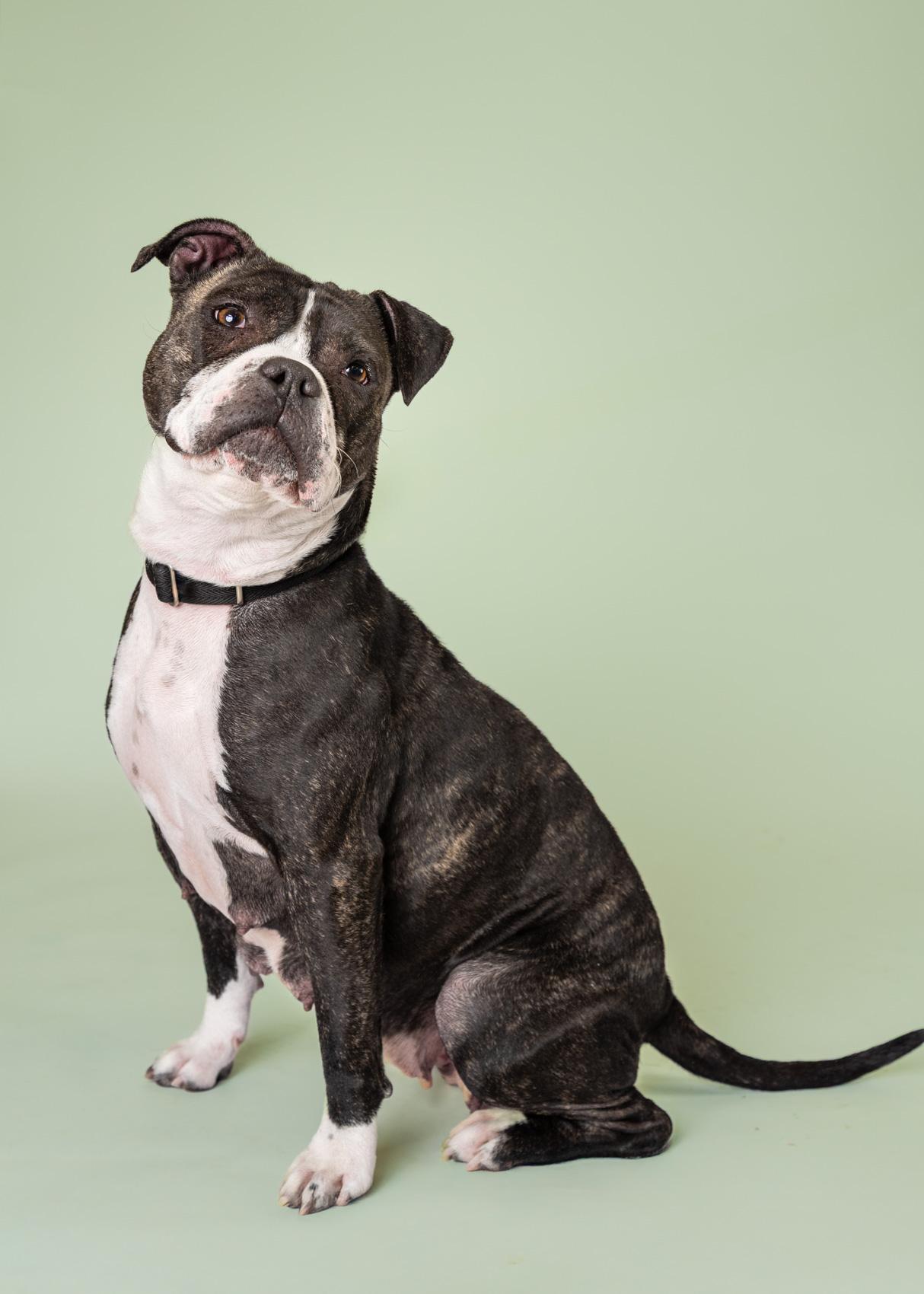 Enlarge Delilah, a ADOPTABLE Mixed Breed in Quincy, MA image 2/2