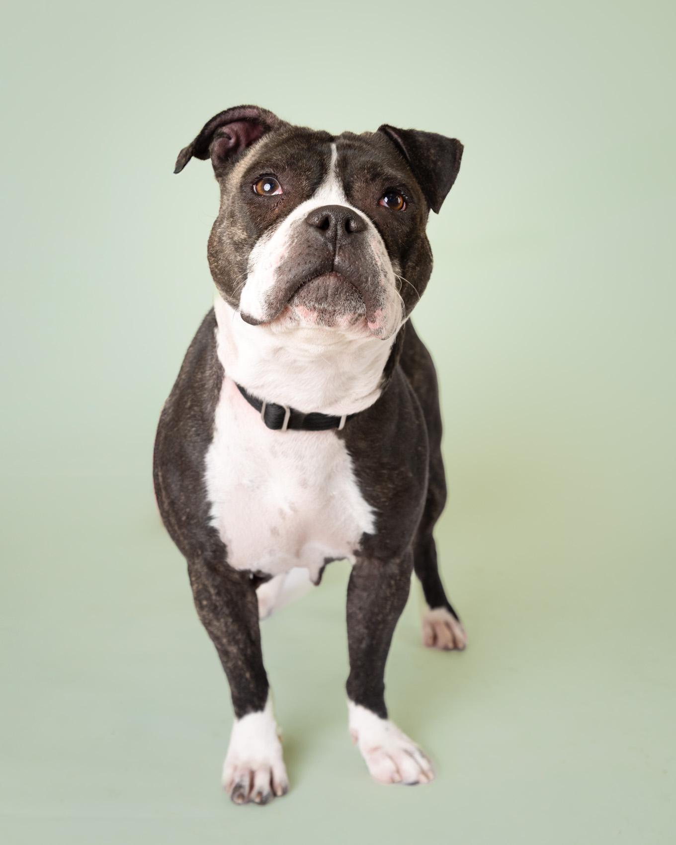 Enlarge Delilah, a ADOPTABLE Mixed Breed in Quincy, MA image 1/2