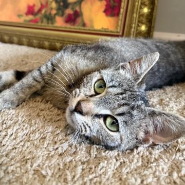 Chilly Domestic Short Hair Cat