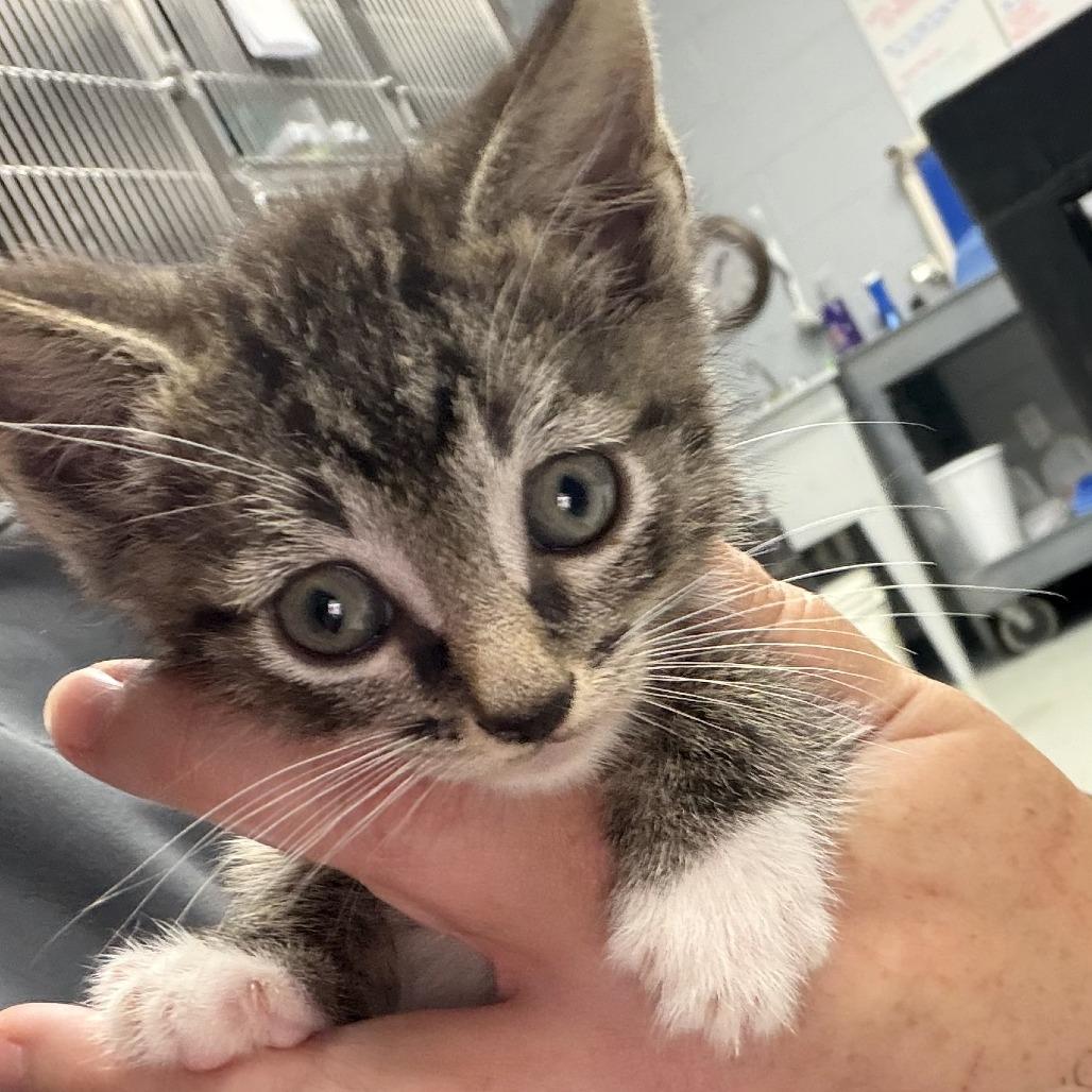 Enlarge Thaddeus, a Adoptable Domestic Short Hair in Marion, VA image 1/1