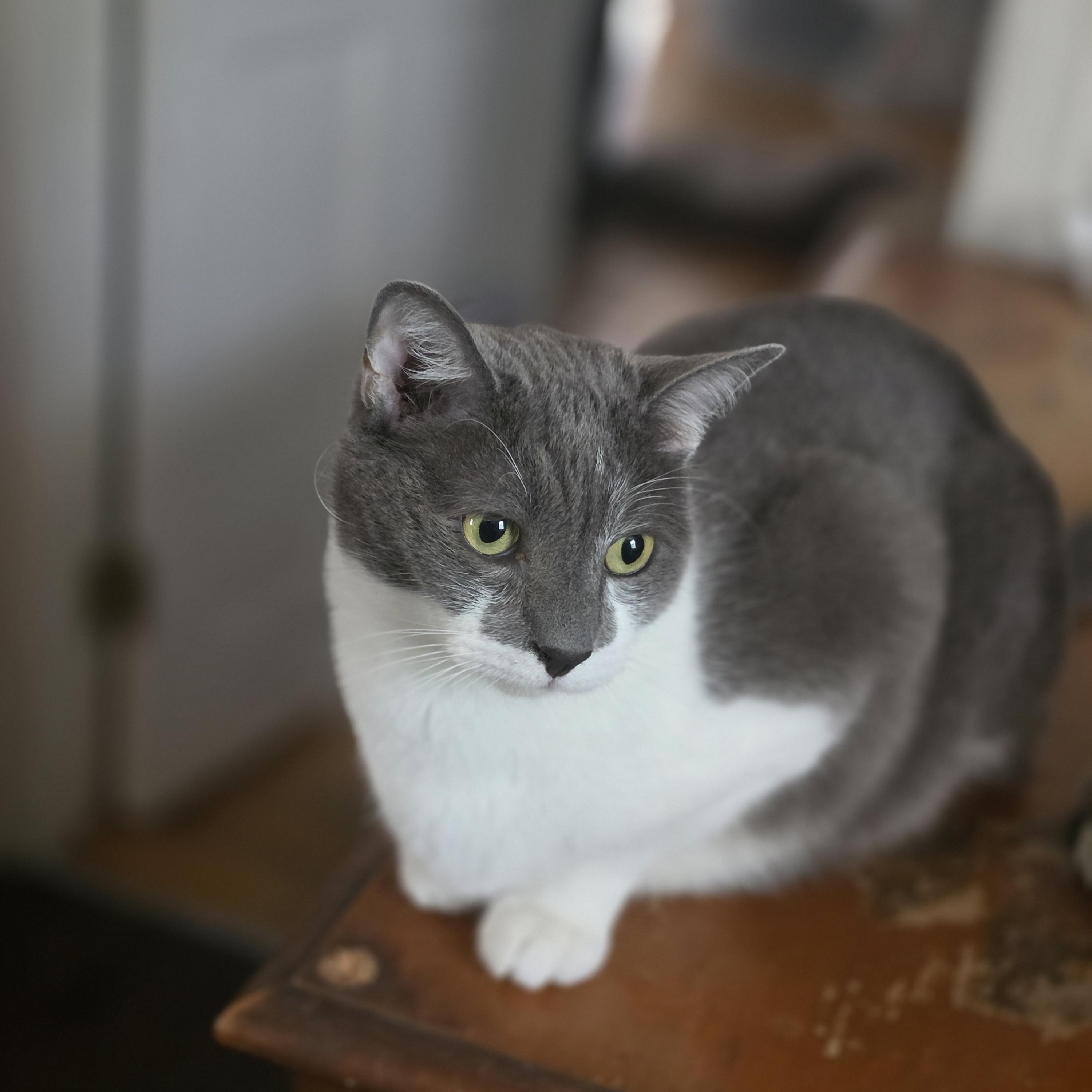 Everest (rehome, no cost adoption), an adopted Domestic Short Hair in Stow, MA image 2/5