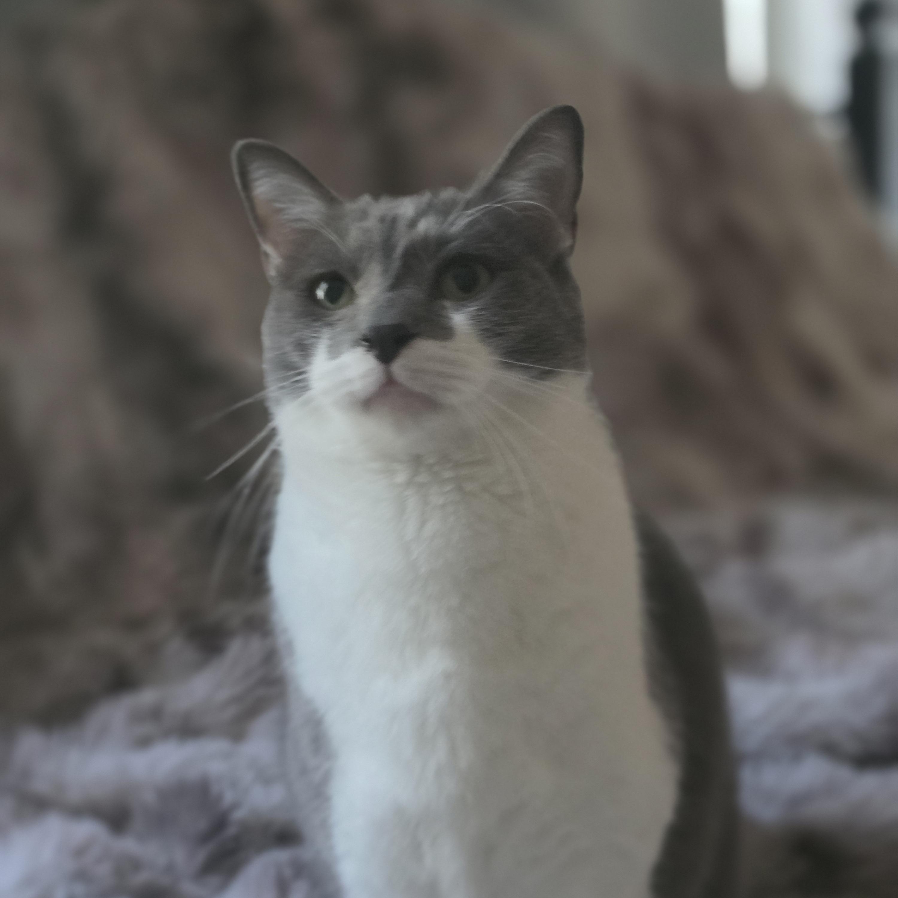 Everest (rehome, no cost adoption), adopted, Young Male Domestic Short Hair.