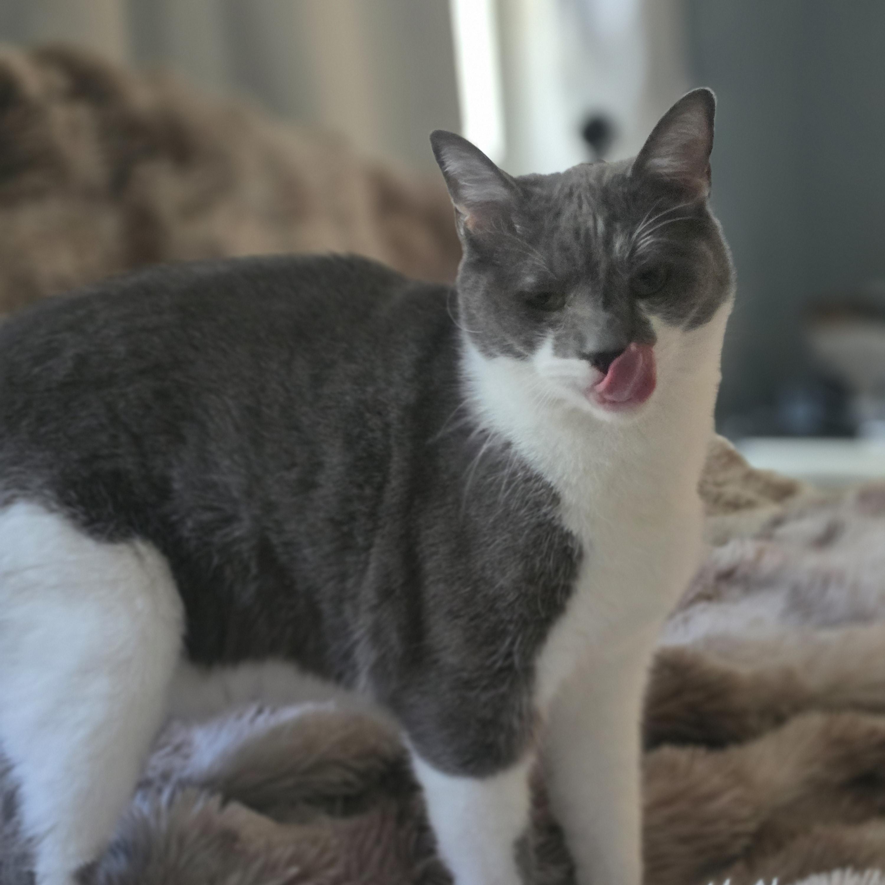 Everest (rehome, no cost adoption), an adopted Domestic Short Hair in Stow, MA image 4/5