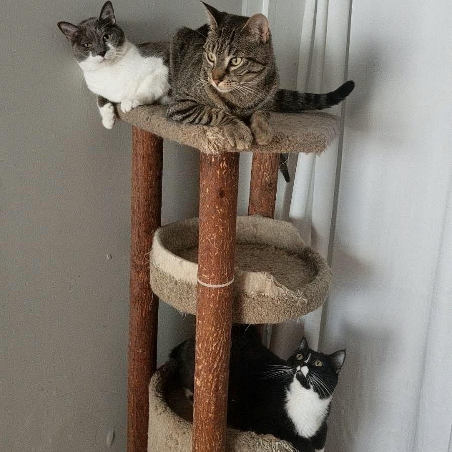 Everest (rehome, no cost adoption), an adopted Domestic Short Hair in Stow, MA image 5/5