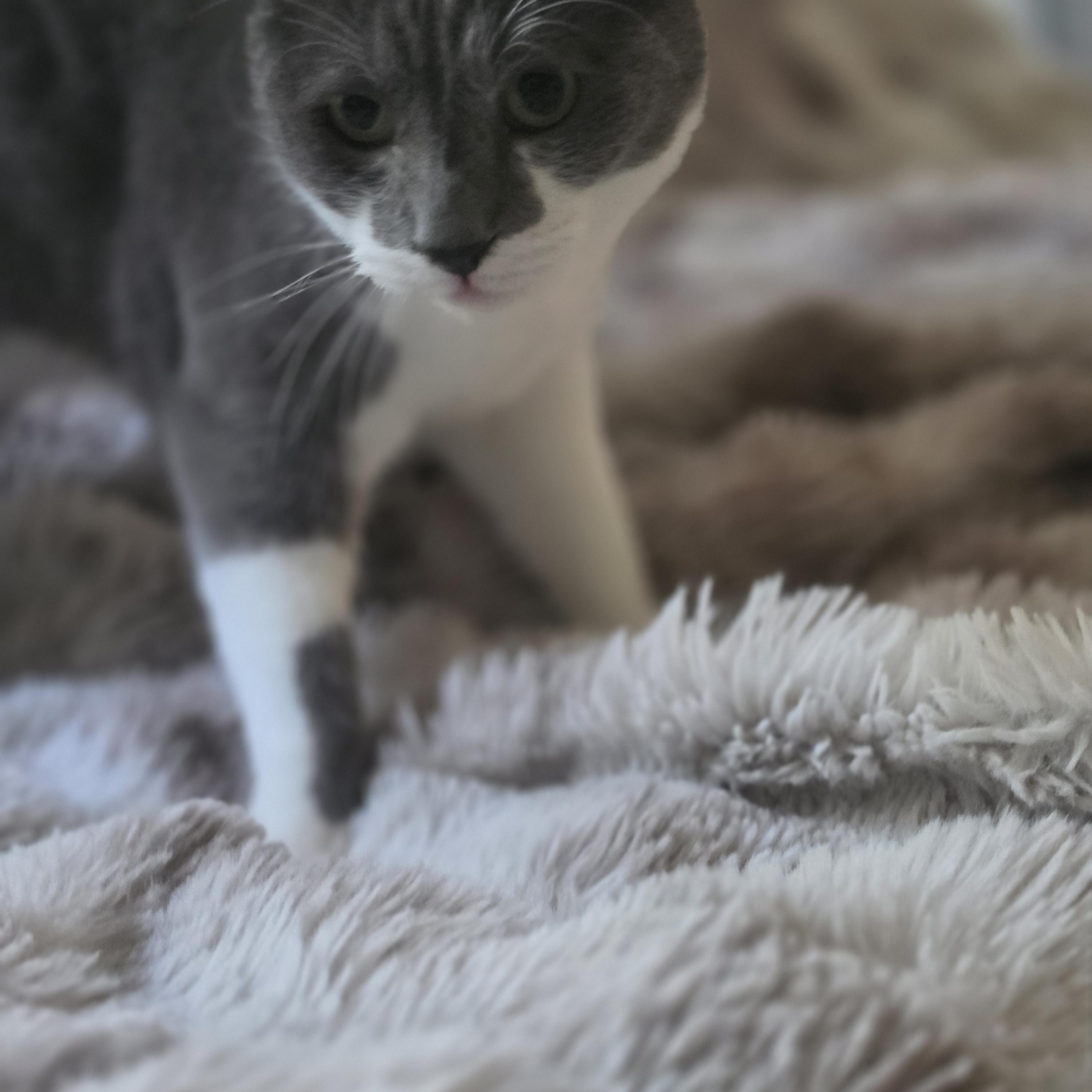 Everest (rehome, no cost adoption), an adopted Domestic Short Hair in Stow, MA image 3/5