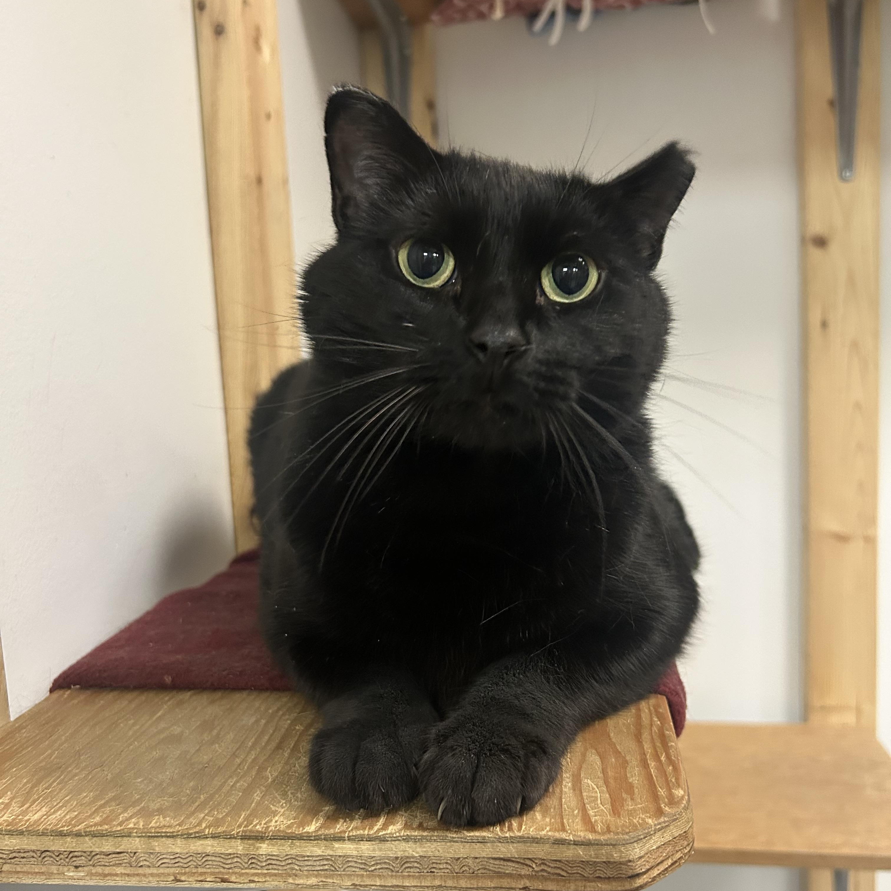 Koal, a Adoptable Domestic Short Hair in Chisholm, MN image 1/5