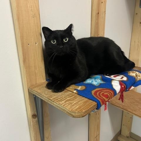 Koal, a Adoptable Domestic Short Hair in Chisholm, MN image 2/5
