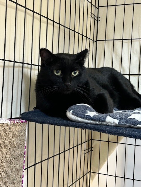 Koal, an adoptable Domestic Short Hair in Chisholm, MN, 55719 | Photo Image 6