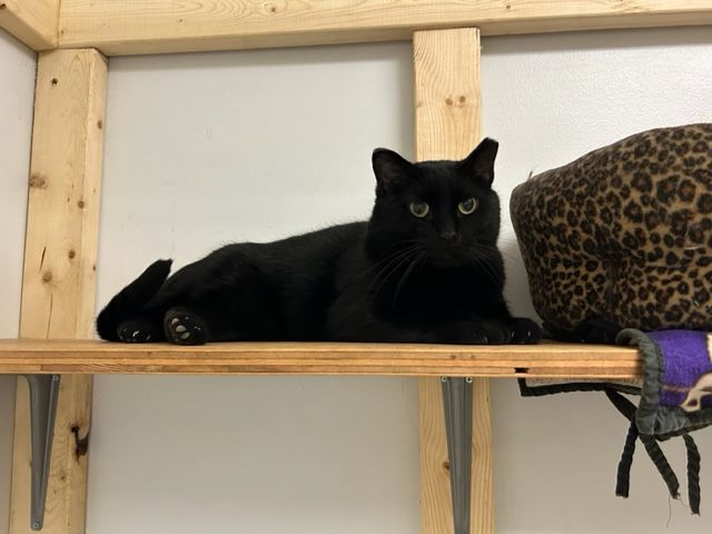 Koal, an adoptable Domestic Short Hair in Chisholm, MN, 55719 | Photo Image 4
