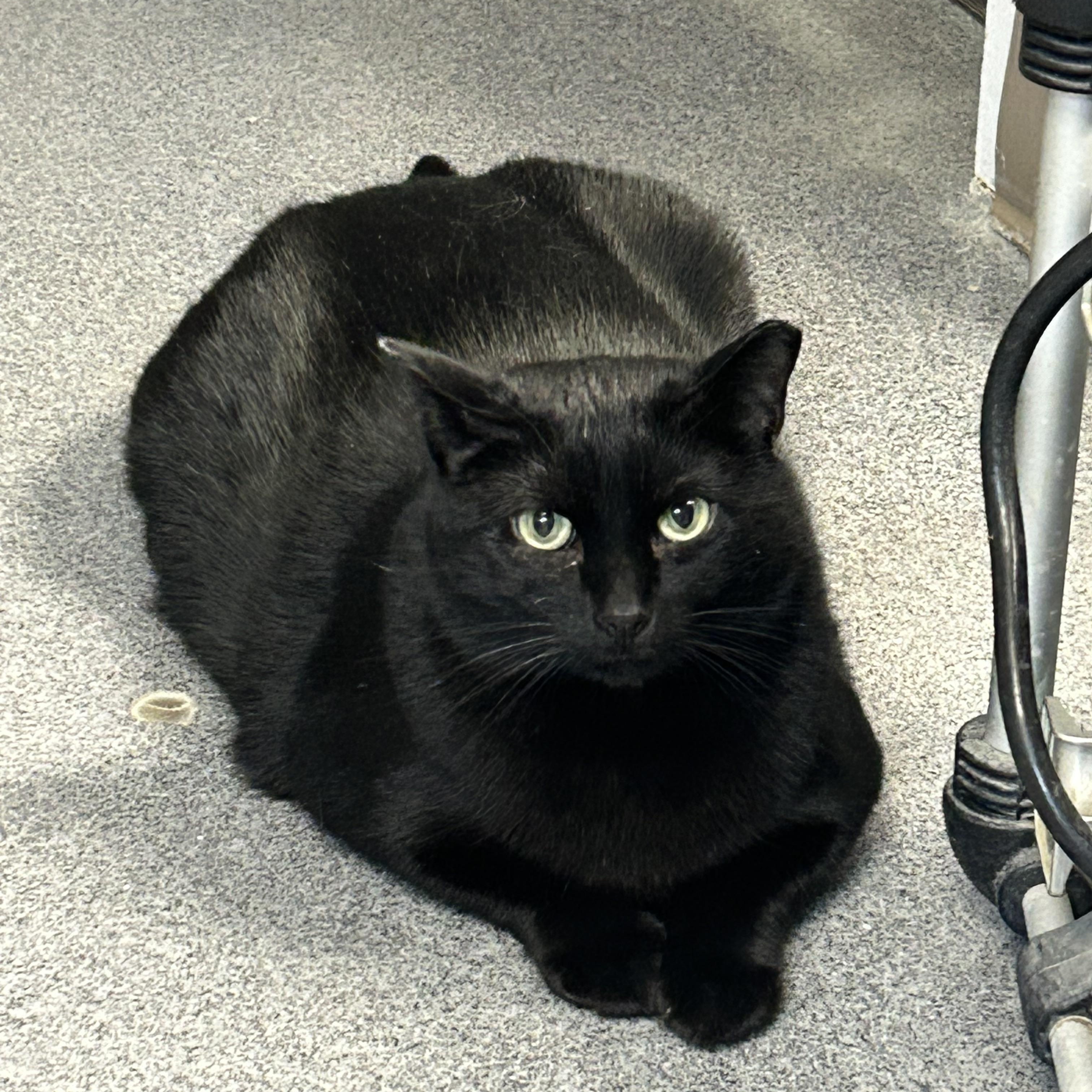 Koal, a Adoptable Domestic Short Hair in Chisholm, MN image 3/5