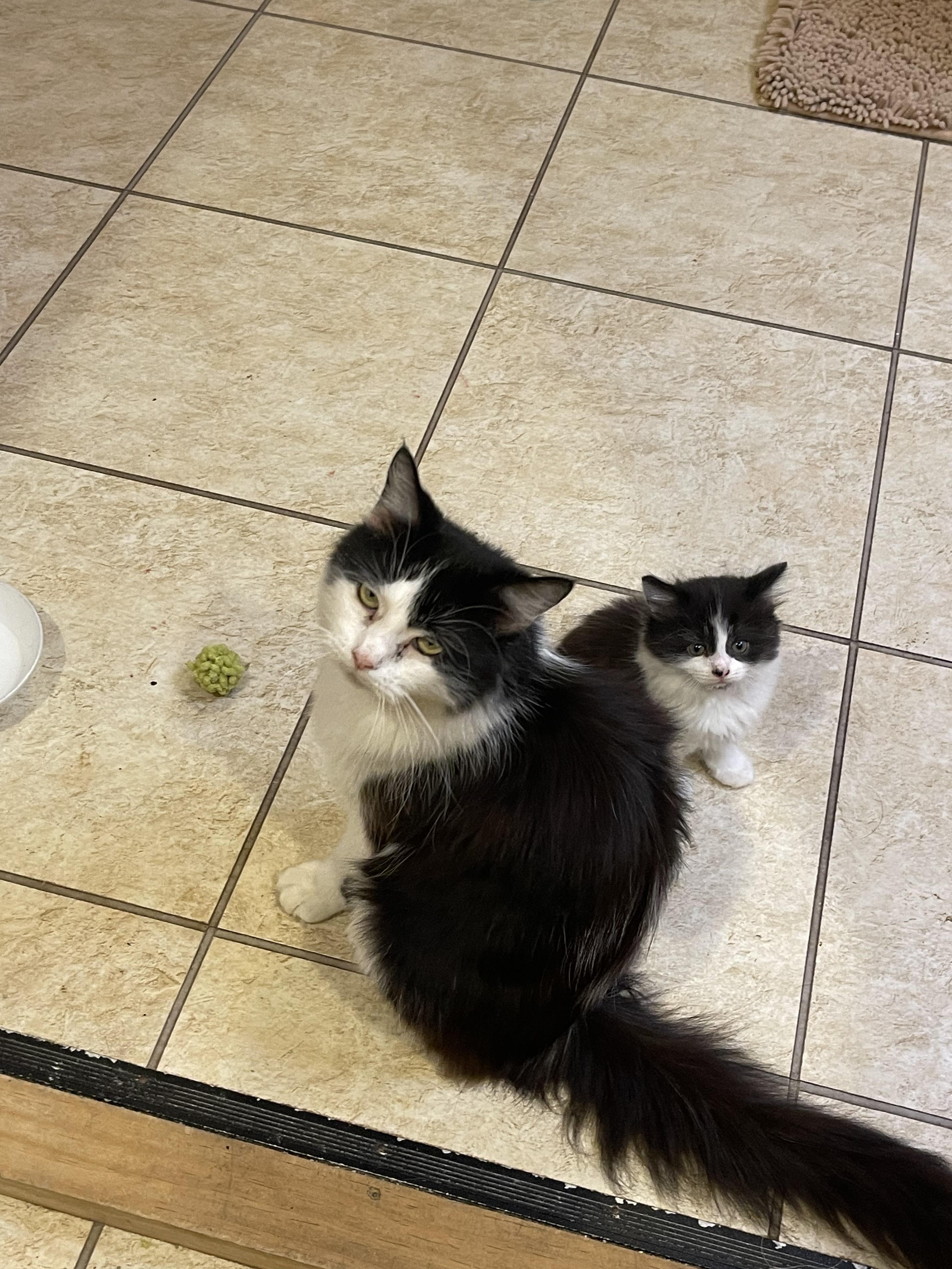 Miriam, a ADOPTABLE Tuxedo in Mansfield, PA image 2/2