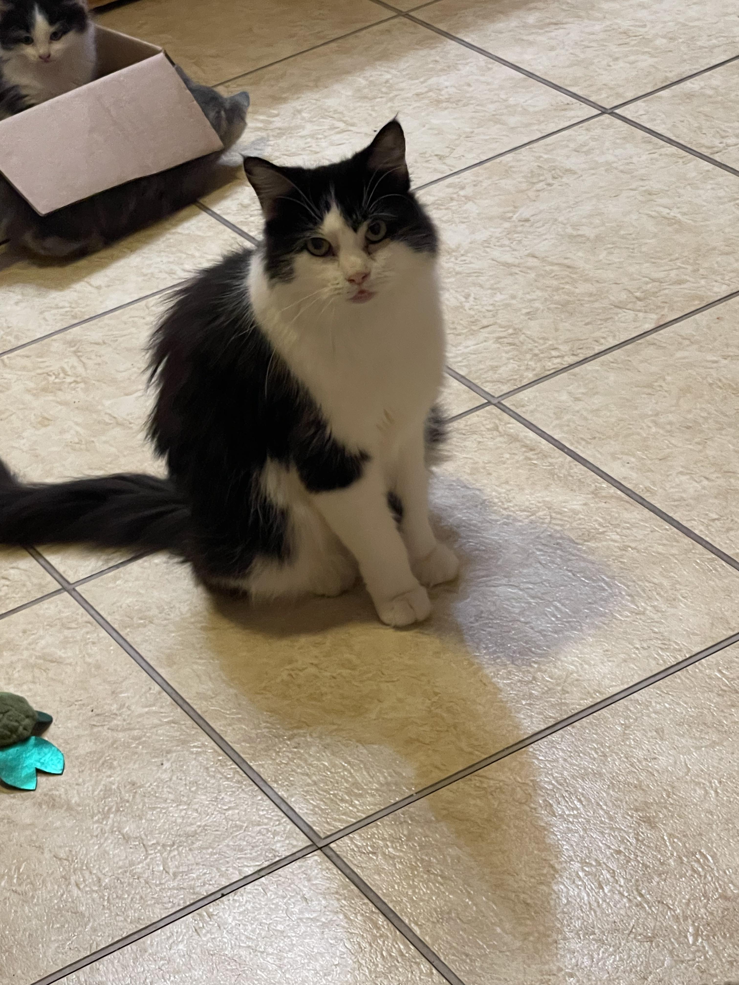 Miriam, ADOPTABLE, Adult Female Tuxedo.
