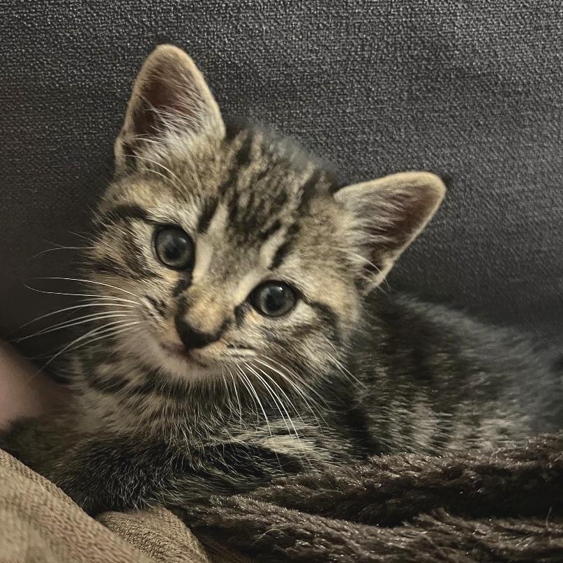 Garrett, Adoptable, Kitten Male Domestic Short Hair.