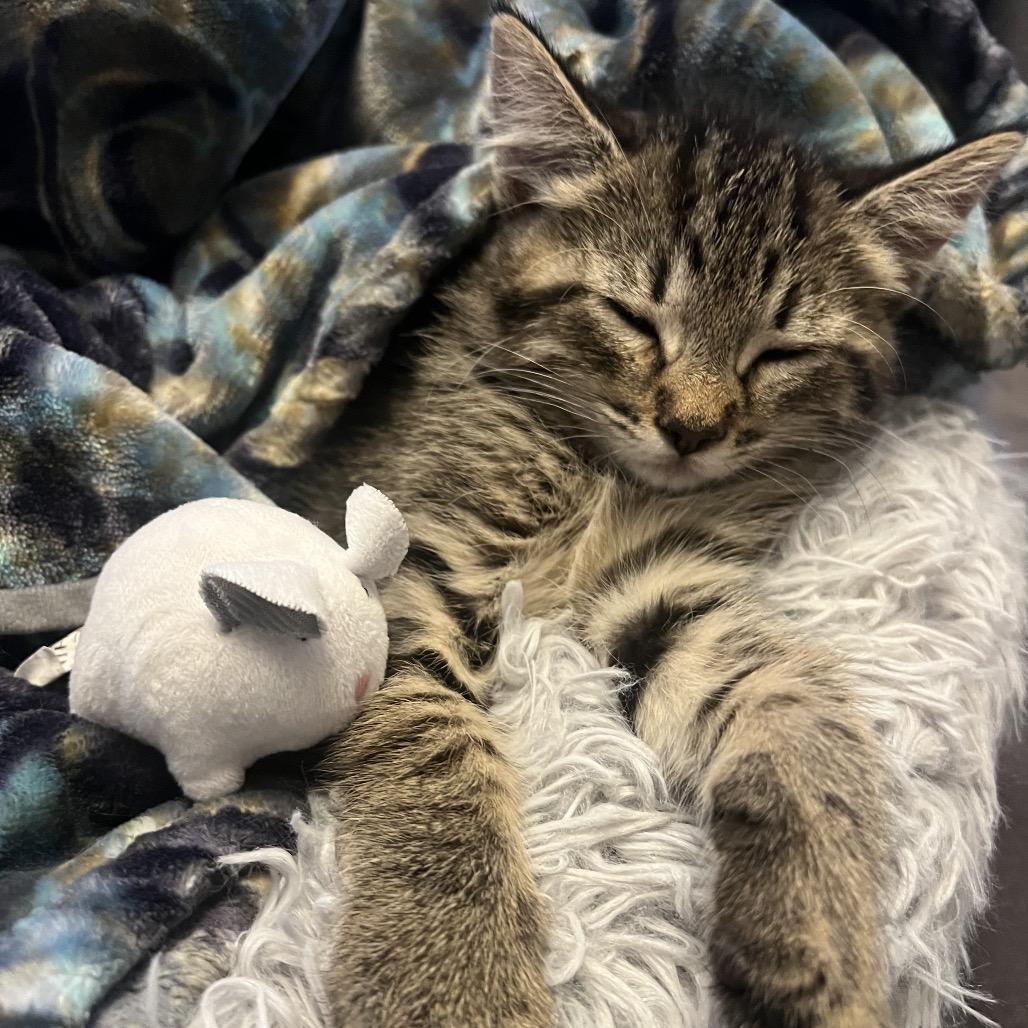 Enlarge Garrett, a Adoptable Domestic Short Hair in Washougal, WA image 4/6