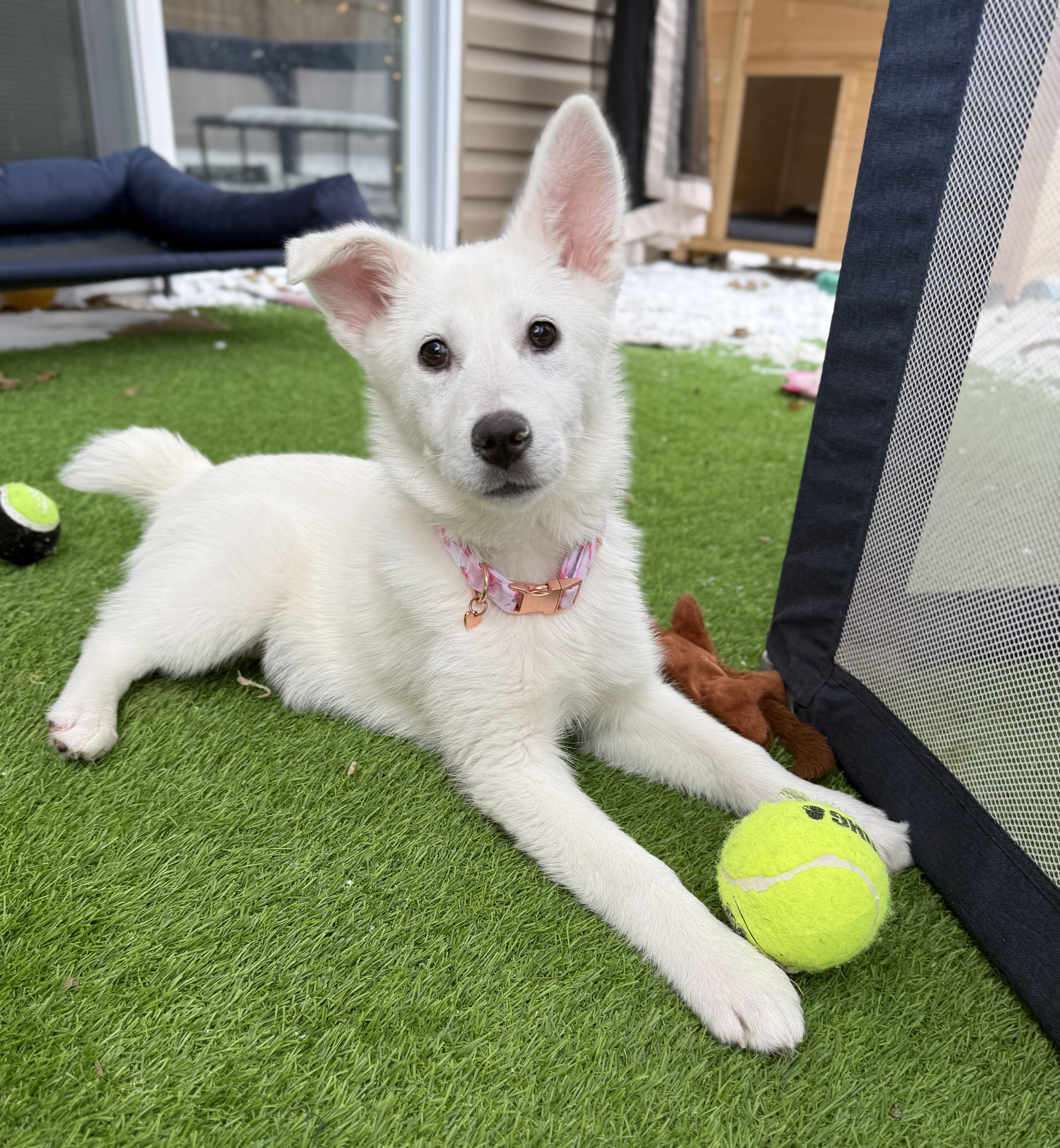 Enlarge Aspen, an adopted mixed breed in Chicago, IL image 1/6