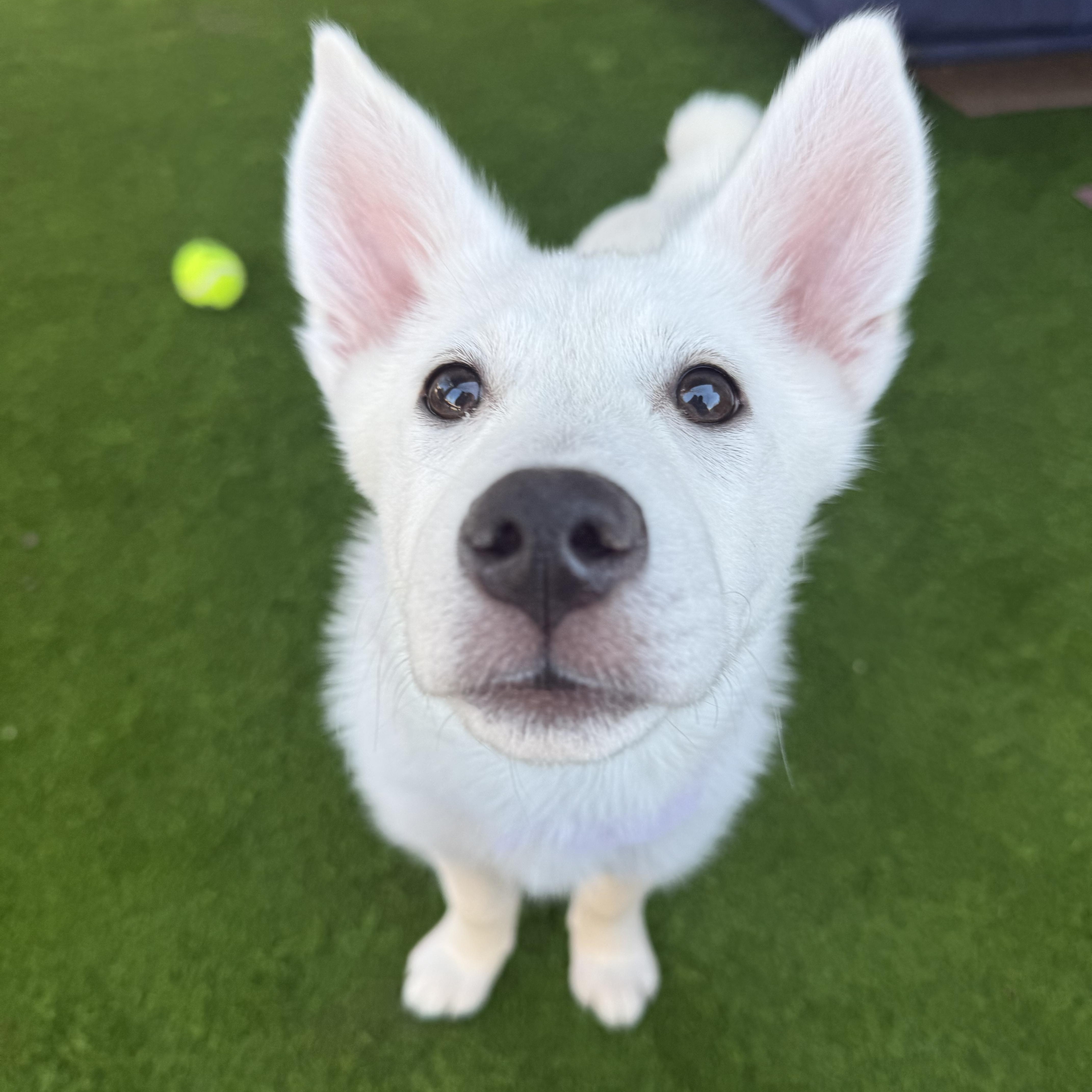 Enlarge Aspen, an adopted mixed breed in Chicago, IL image 3/6