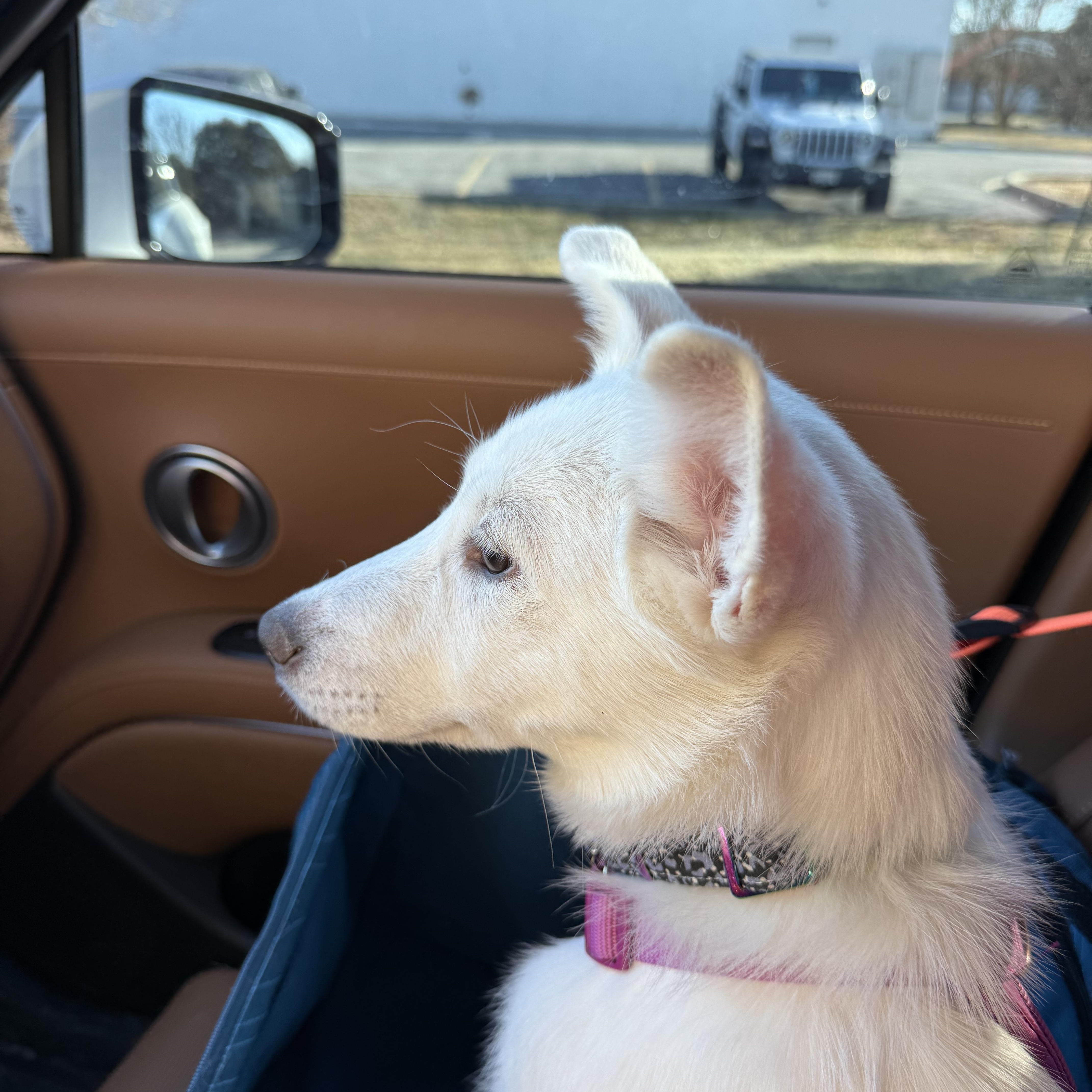 Enlarge Aspen, an adopted mixed breed in Chicago, IL image 5/6