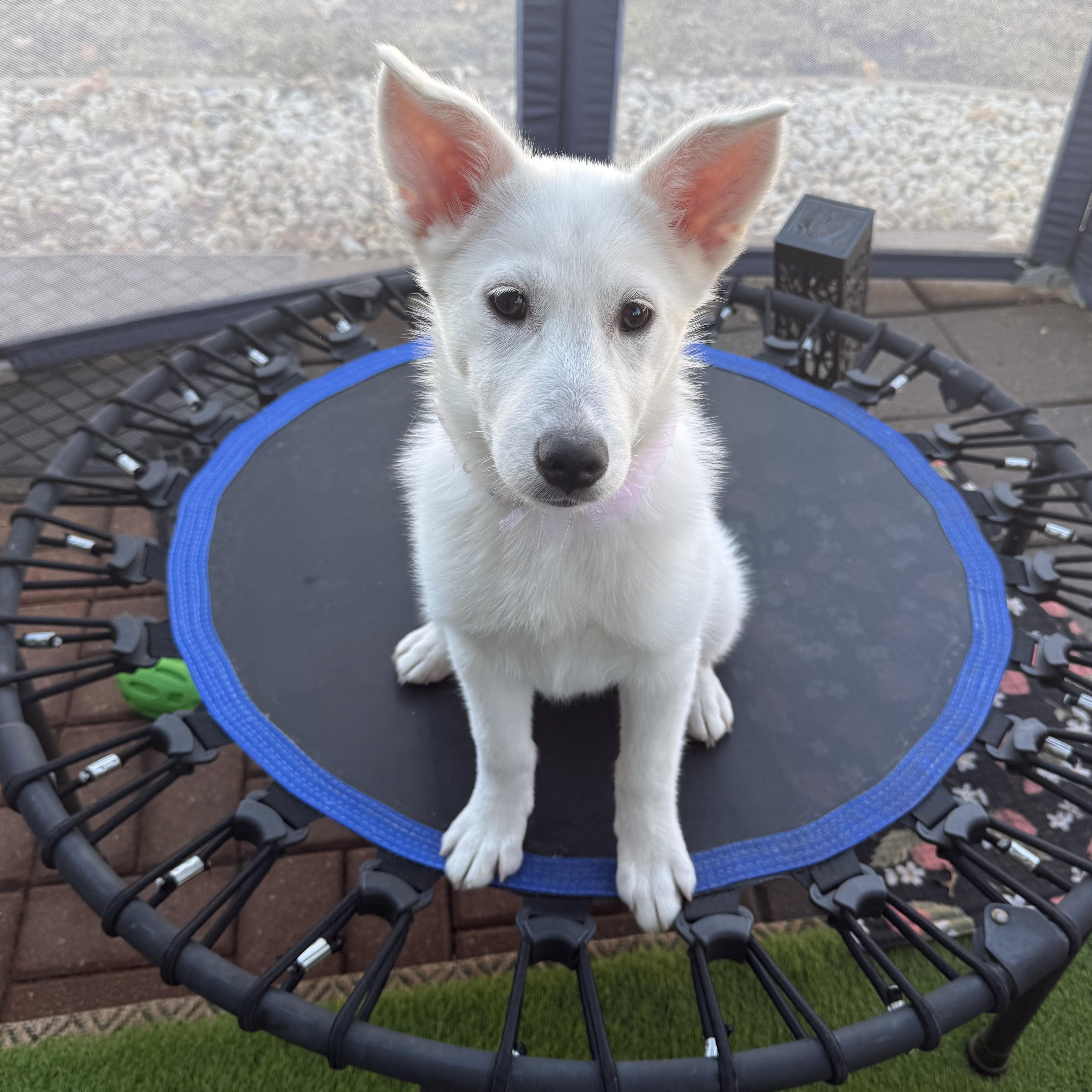 Enlarge Aspen, an adopted mixed breed in Chicago, IL image 2/6