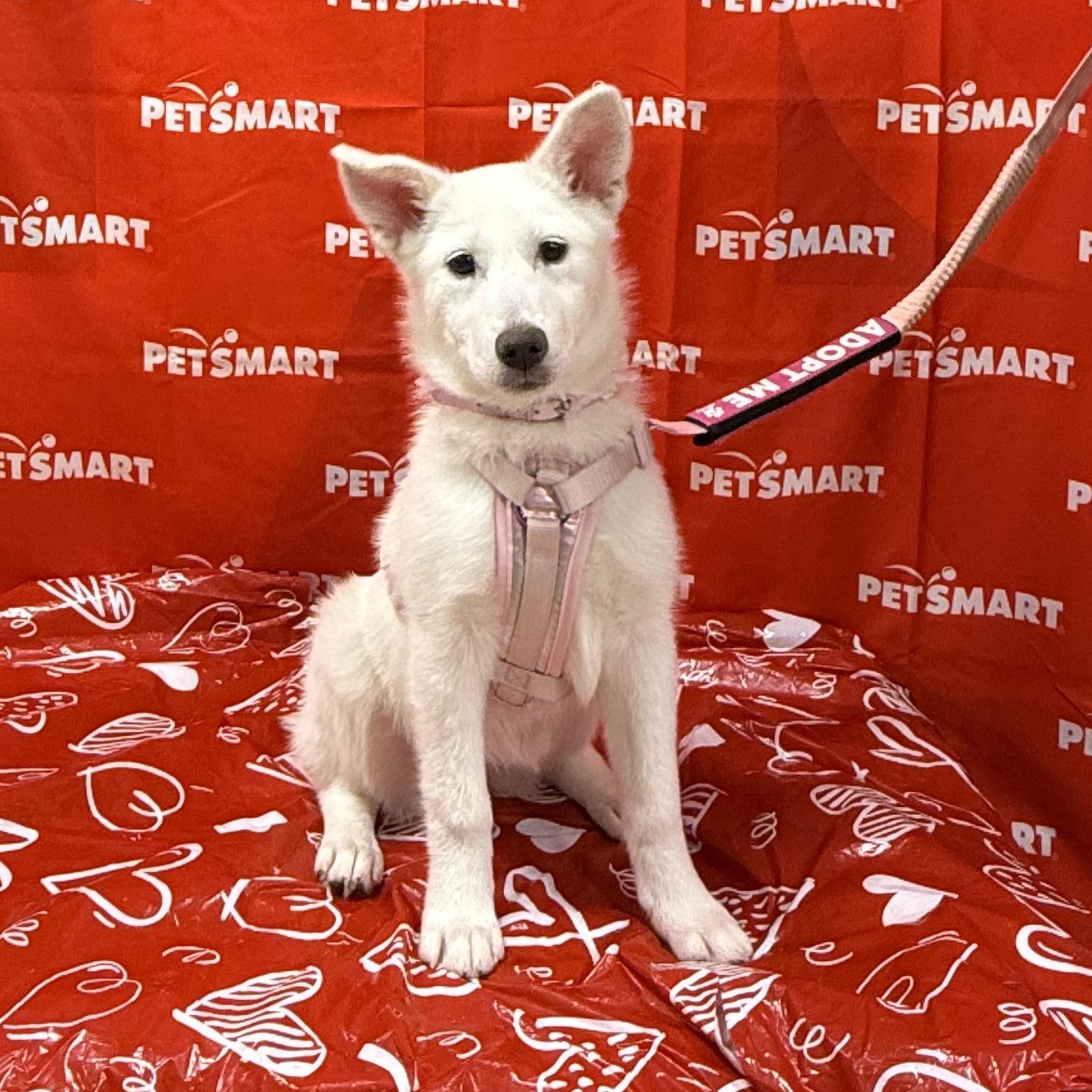 Enlarge Aspen, an adopted mixed breed in Chicago, IL image 4/6