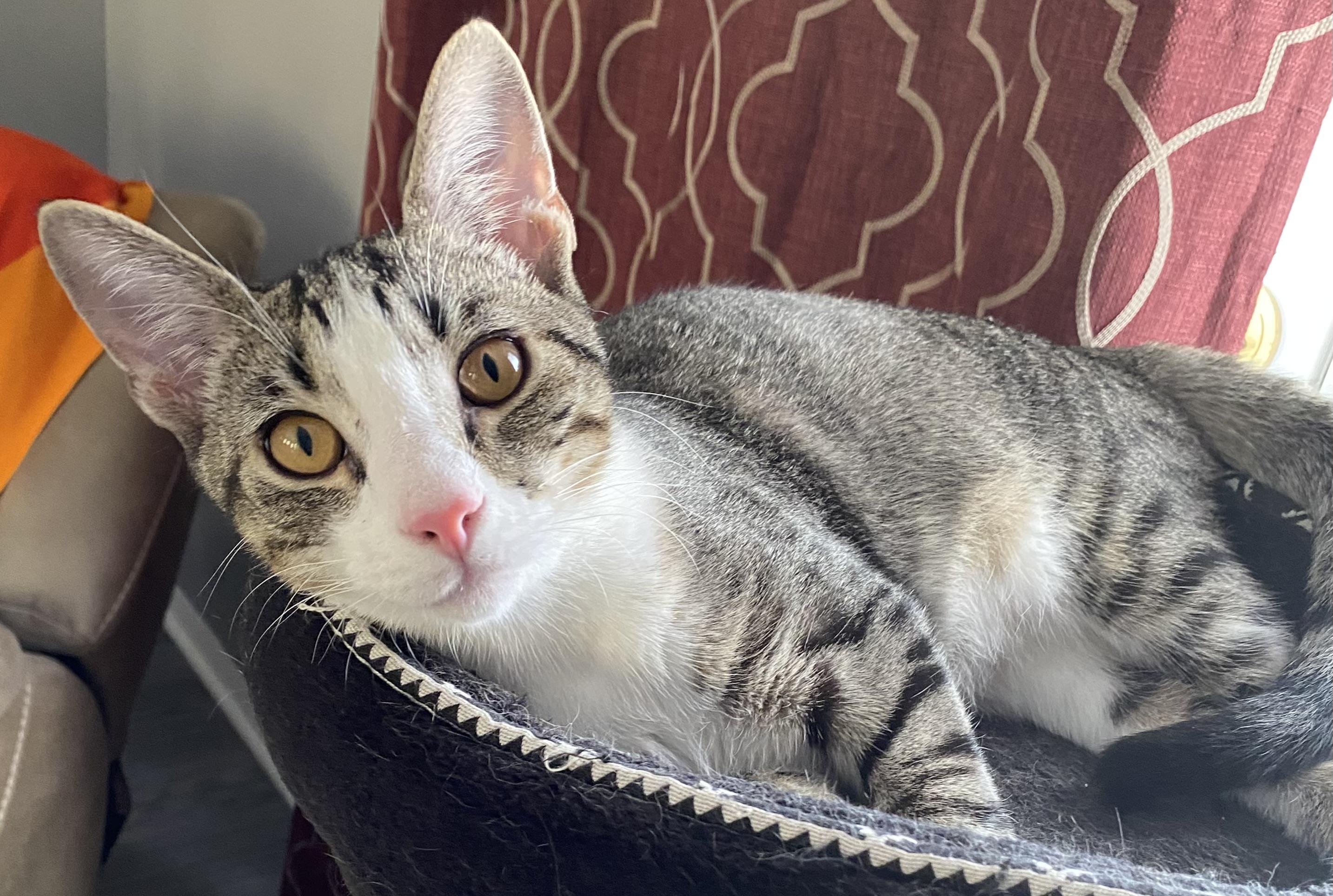 Braxton , Adoptable, Kitten Male Domestic Short Hair.