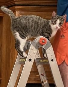 Enlarge Braxton , a Adoptable Domestic Short Hair in Morgantown, WV image 3/3