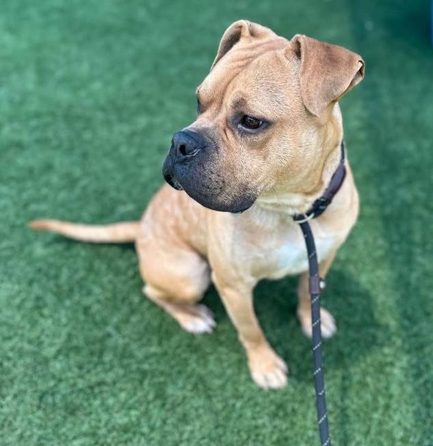 Buster, Adoptable, Adult Male Boxer & American Bulldog.