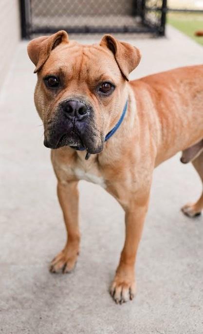 Enlarge Buster, a Adoptable mixed breed in Rockwall, TX image 3/3