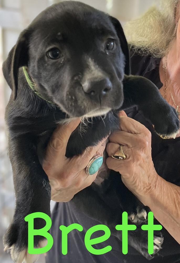 Enlarge Cookie-Brett, a Adoptable mixed breed in Bonita, CA image 1/3